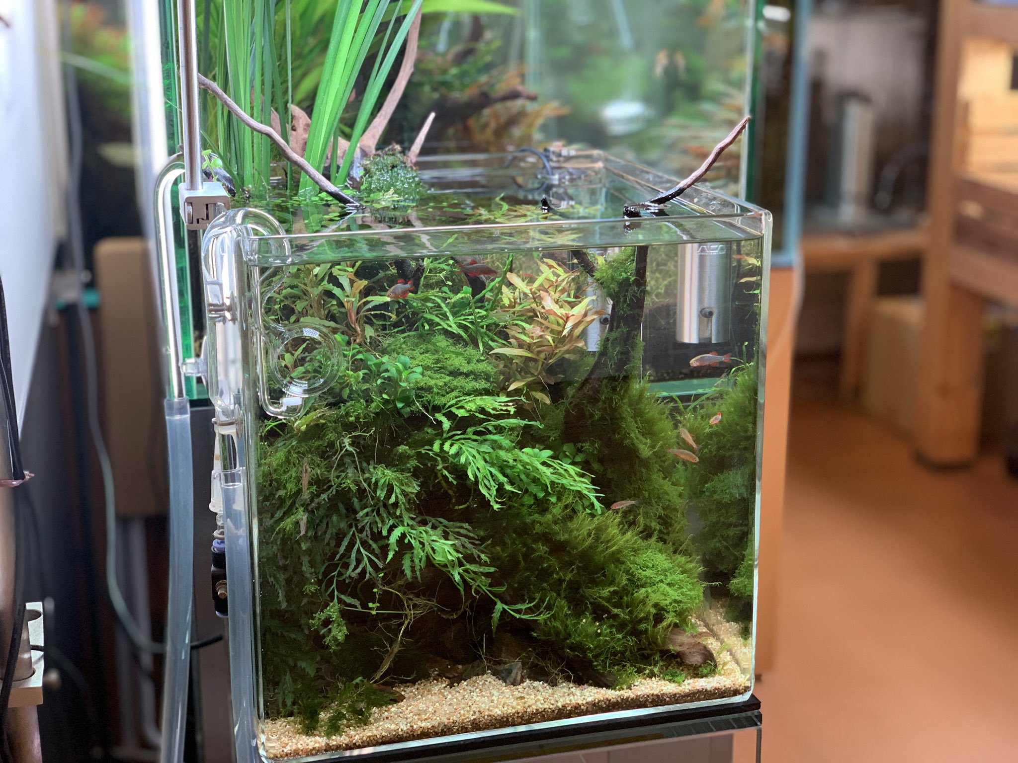 新品未開封】ADA 水槽 キューブガーデン 30cm ソルスタンドRGB 水草