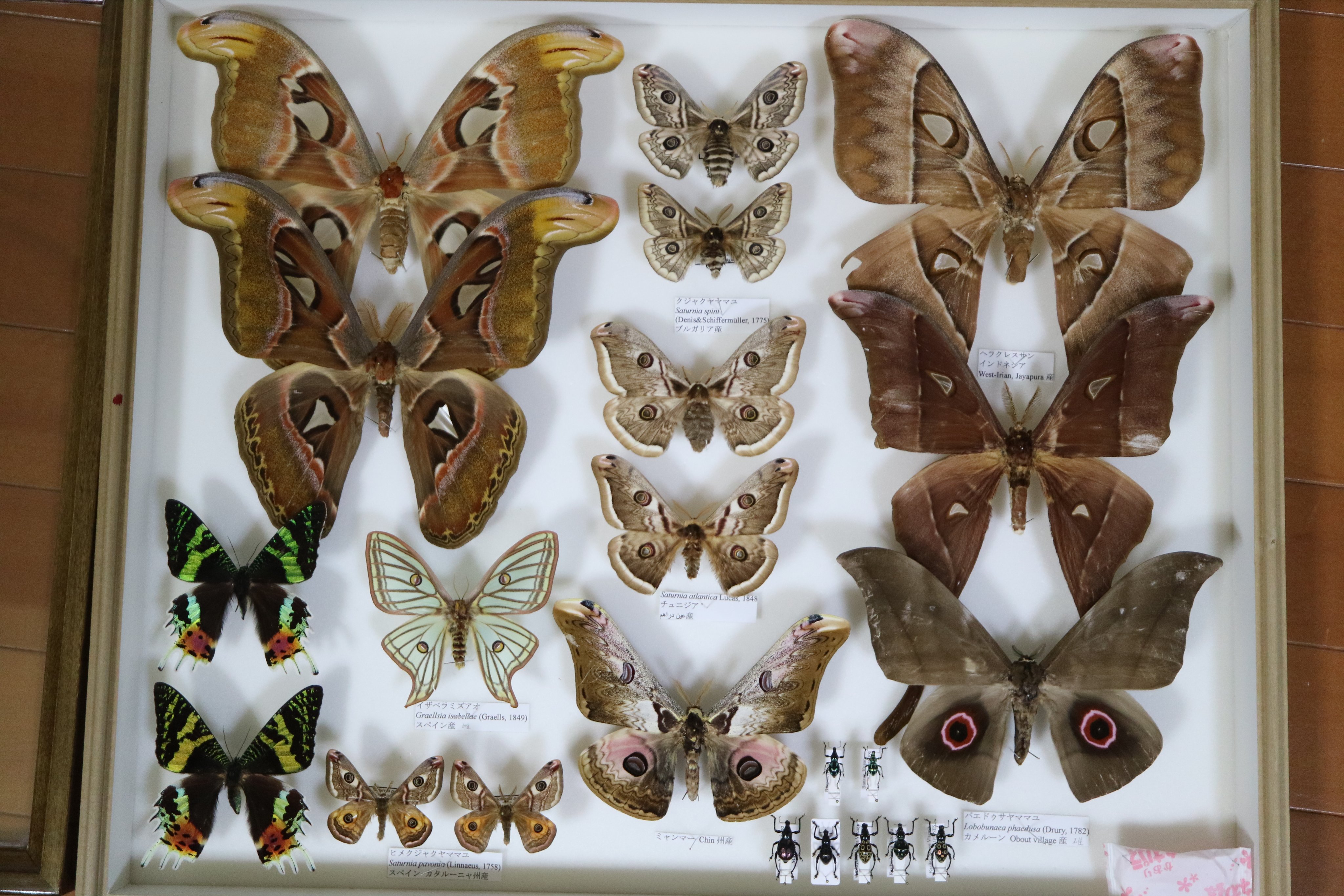 パルナシウス・アッコ（1オス、中国甘粛省キレンシャン）