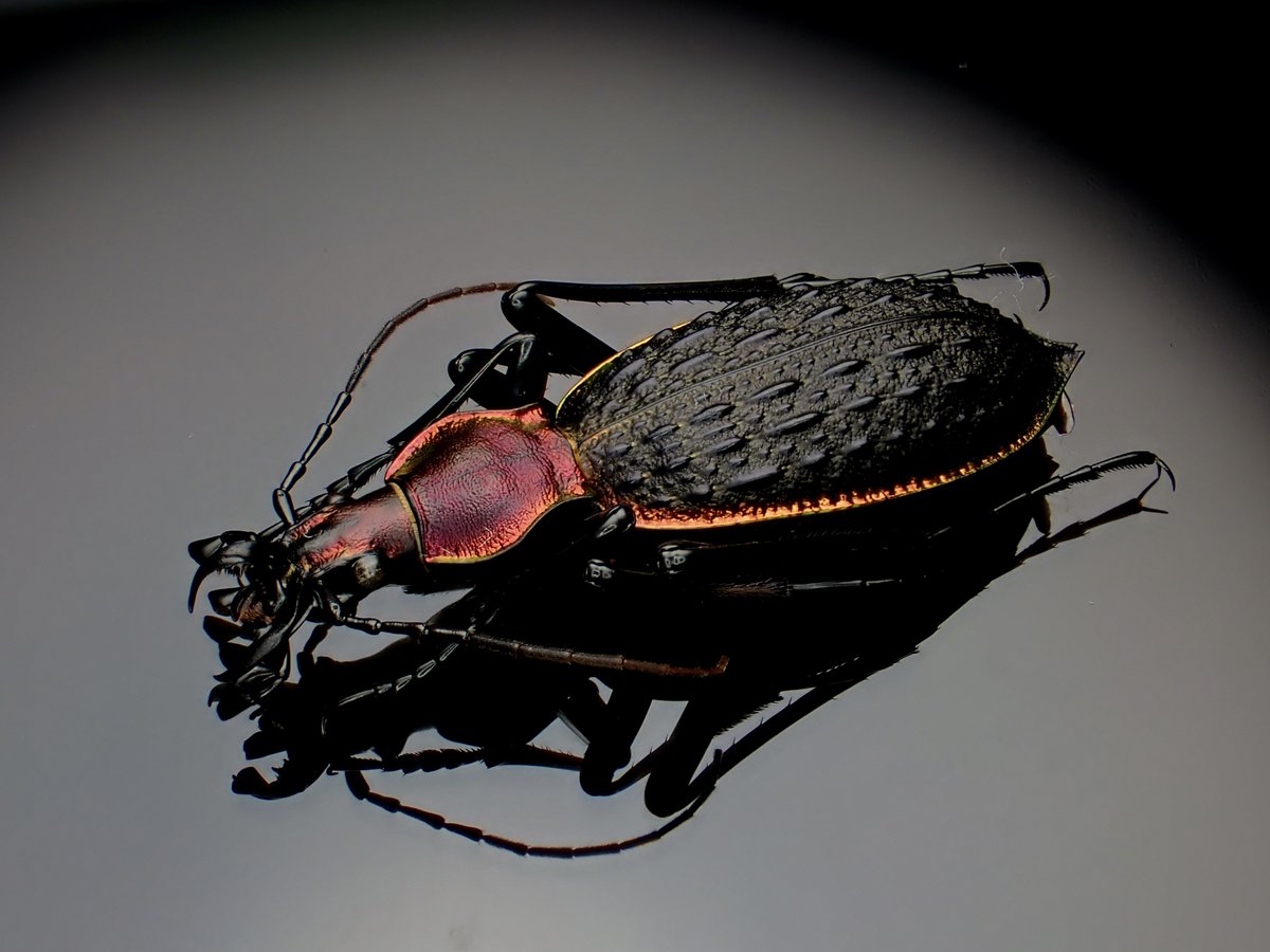 【40mm】アロウトゲオサムシ エリスカブリモドキ オサムシ標本 オサムシ 43mm】アロウトゲオサムシ エリスカブリモドキ標本 オサムシ キタ