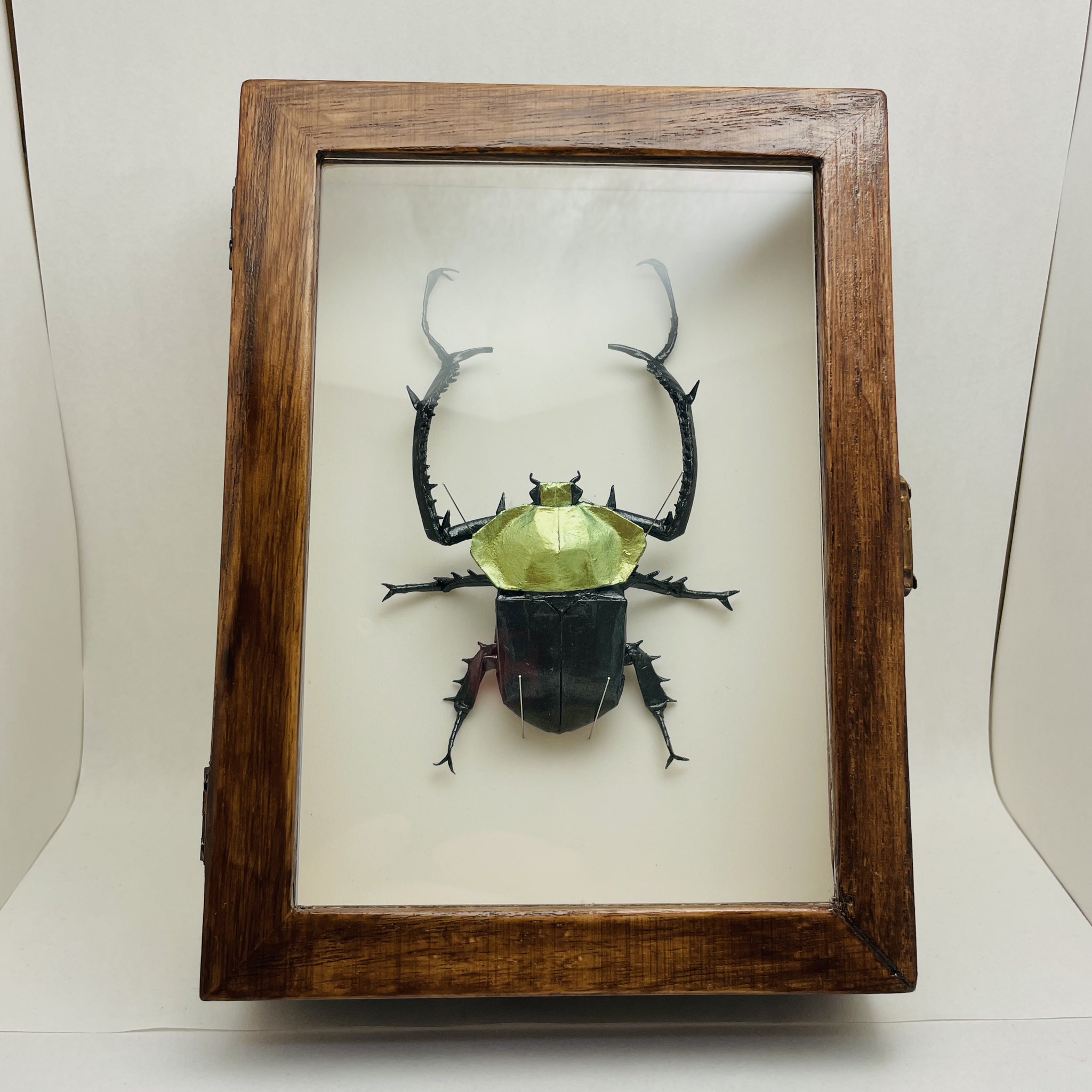 ヤンソニーテナガコガネ 標本 ♂70.8 jansoni 今日の昆虫170