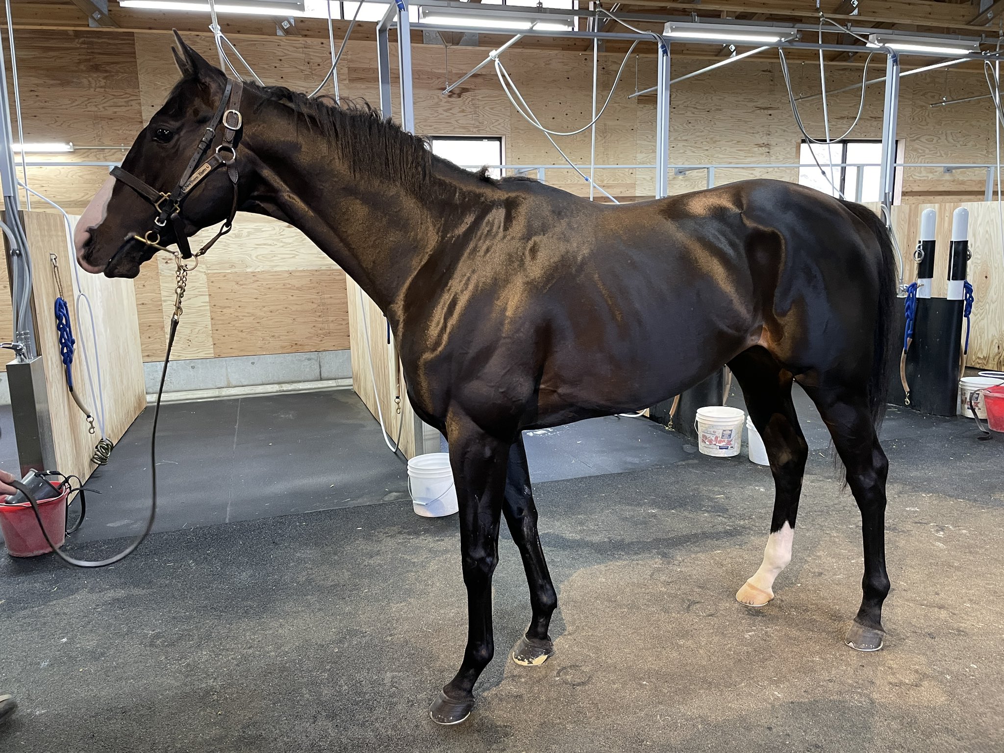 イクイノックス 実使用 調教 蹄鉄 鬣 一本付き ② イクイノックス 実