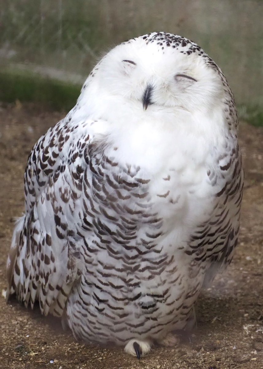 シロフクロウ オウル owl シロフクロウ 【Snowy Owl】 - YouTube