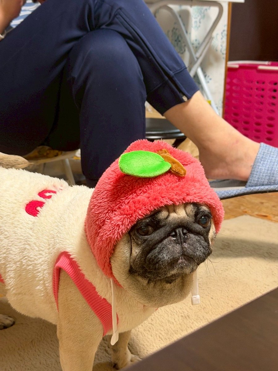 うめちゃん日記 (@Umechanpag) / Posts / X