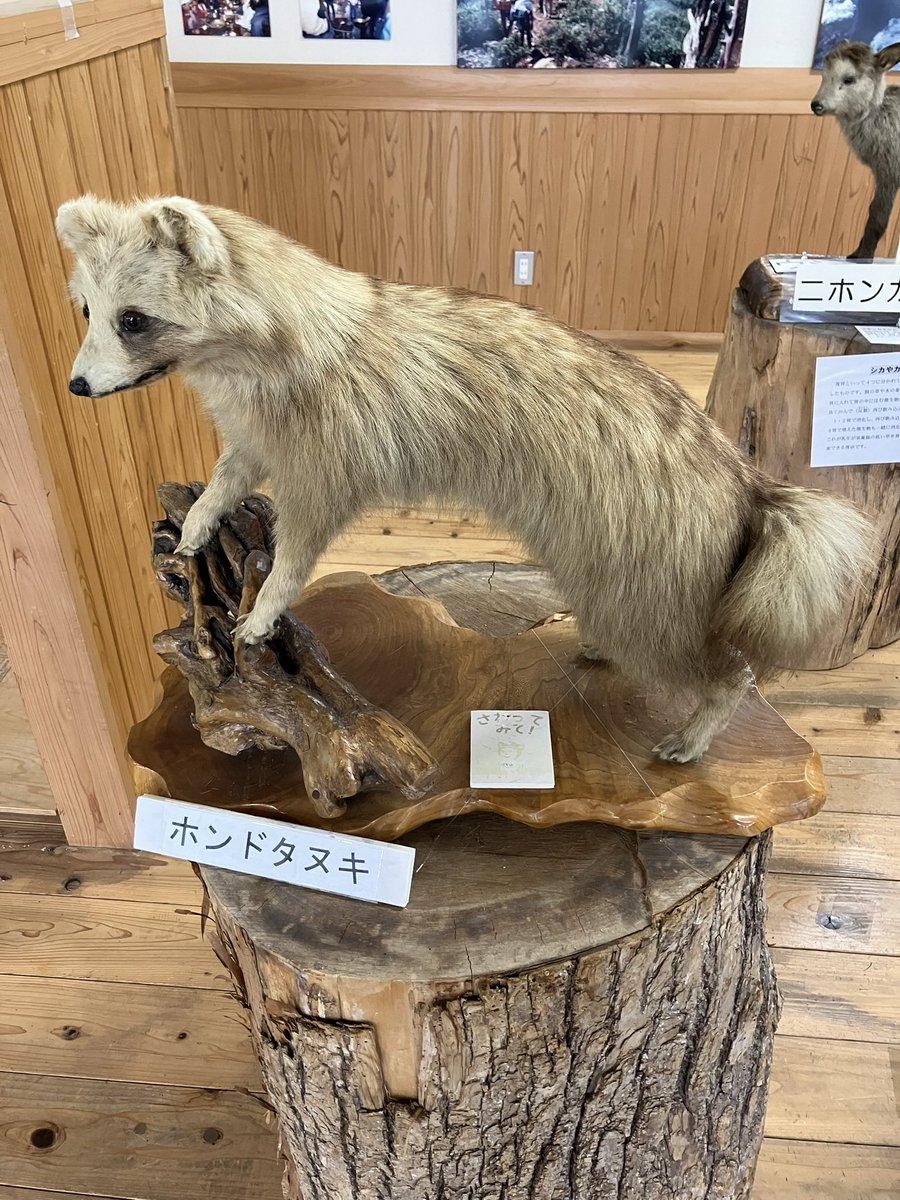 剥製 たぬき タヌキ 剥製