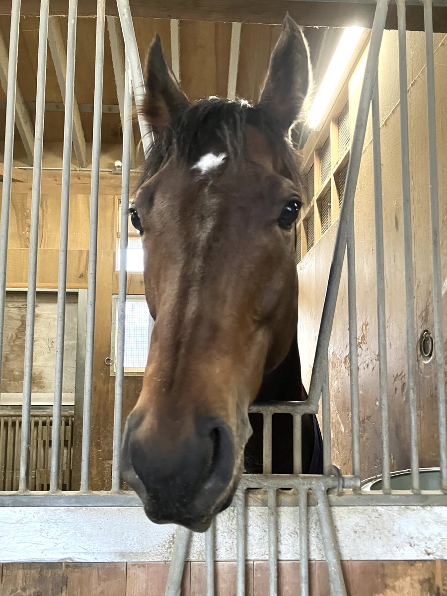 2178❣️ 瑪瑙 馬 唐馬 戦闘馬 2178❣️ 瑪瑙 馬 唐馬 戦闘馬