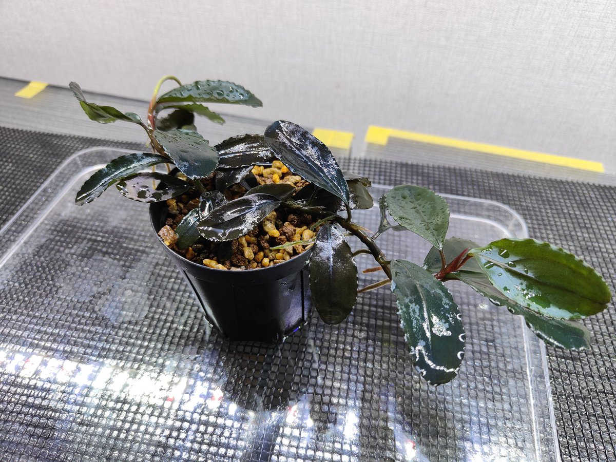 Bucephalandra Motleyana Padawan「名前はまだない