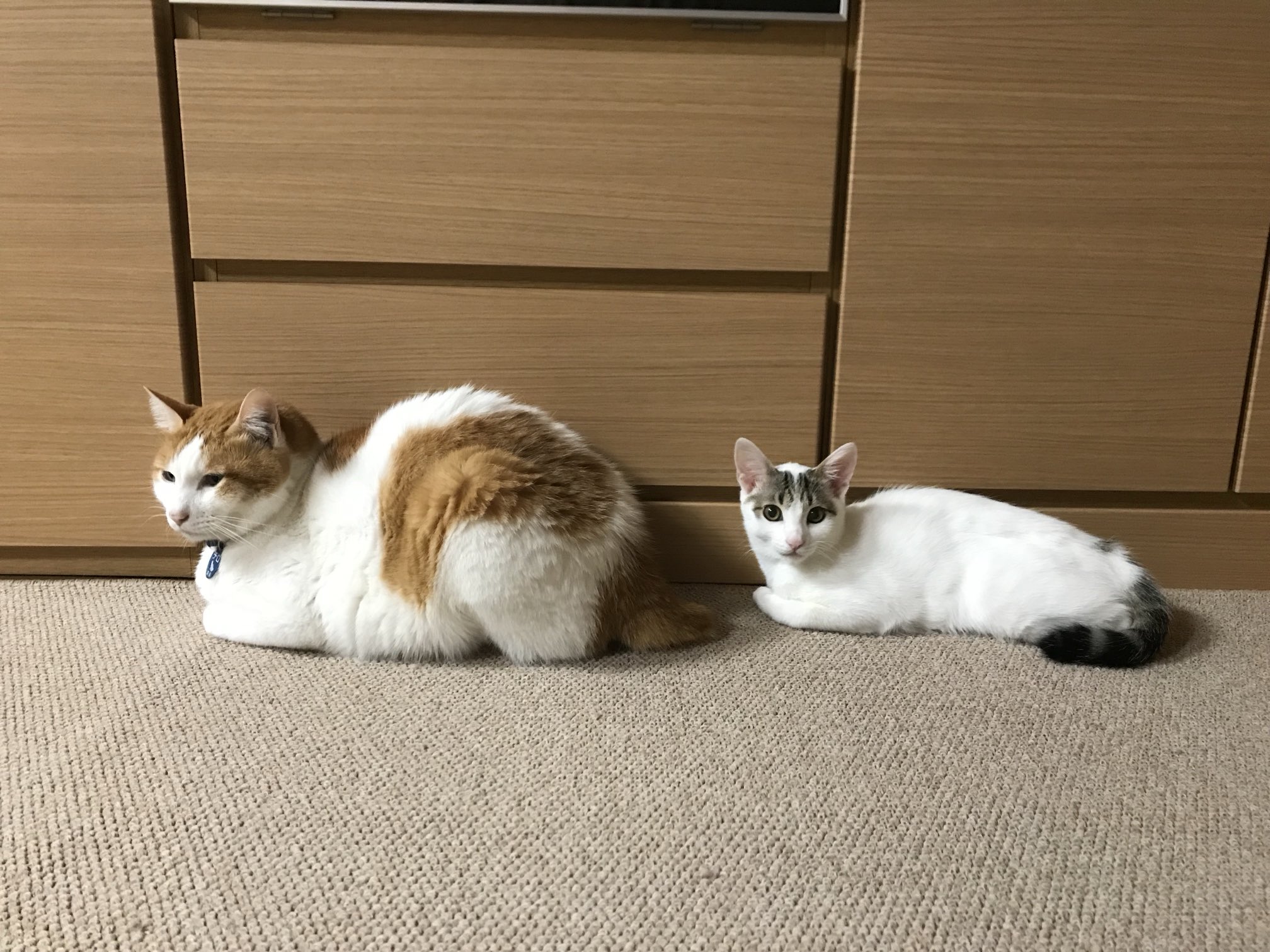 羊毛フェルト 猫 キジシロ猫さん キジ白 ねこ ネコ 猫フィギュア