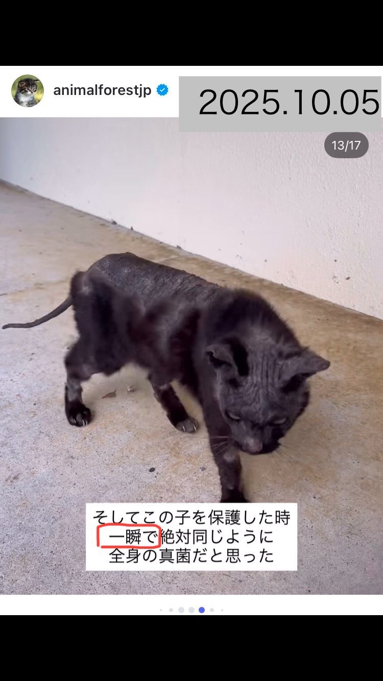 龍脈の精髄 クラスター 導きを結ぶ調和の結晶 売上一部保護猫活動 龍脈