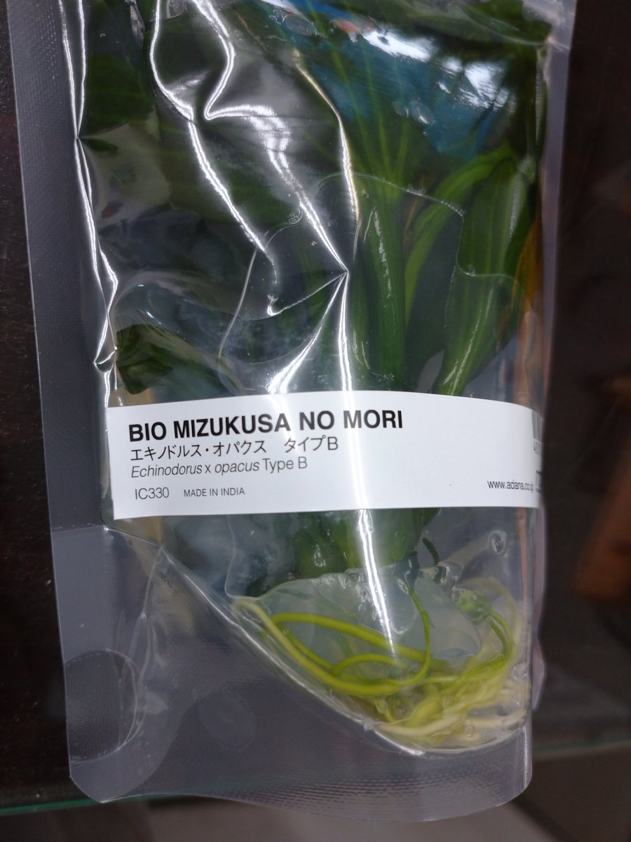 ADA BIOみずくさの森の新商品 エキノドルス オパクス タイプBが一つ