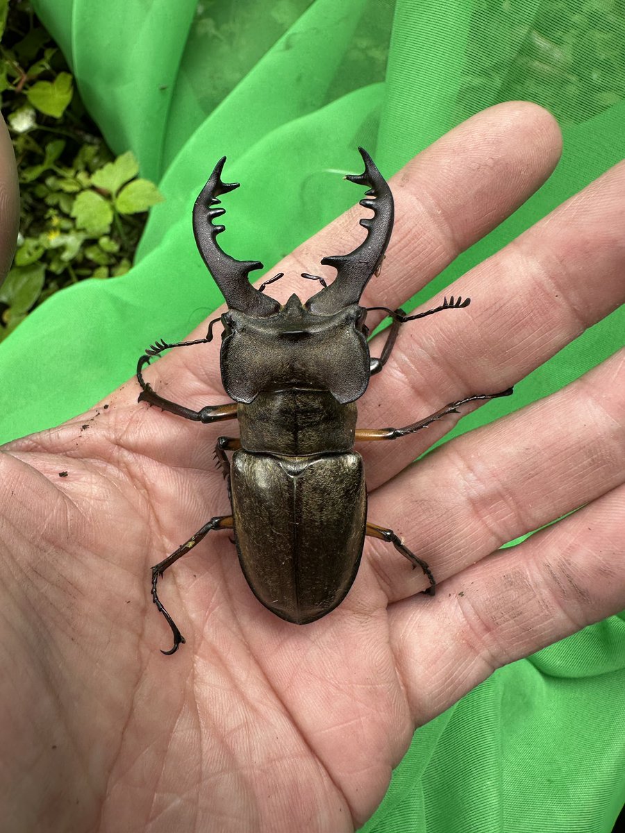 ☆金毛綺麗・超大型！☆【特大本土ミヤマクワガタ】♂74mm超／WF1宮崎県産