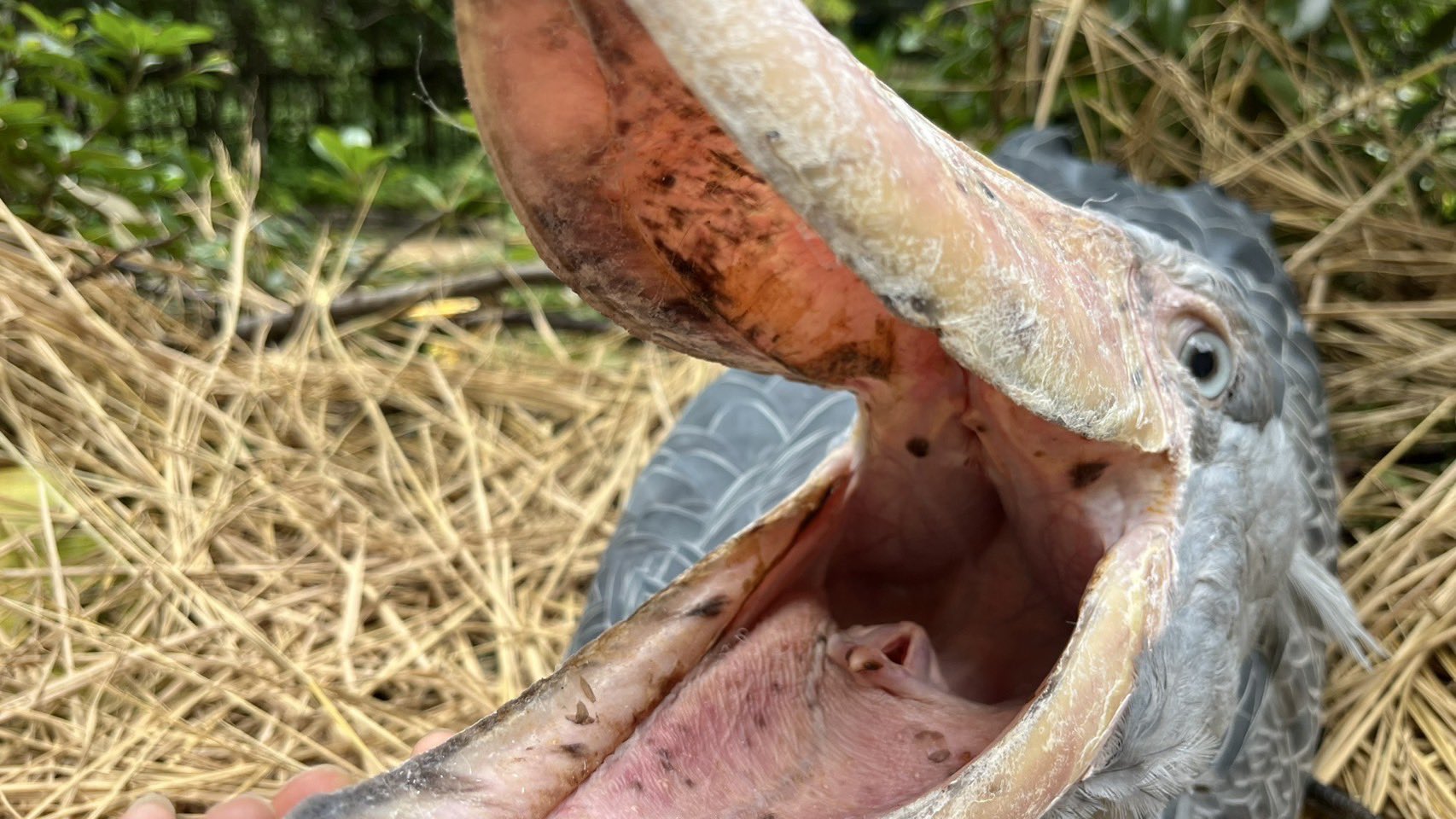 ♡ハシビロコウ♡さま専用ページ 【公式通販】