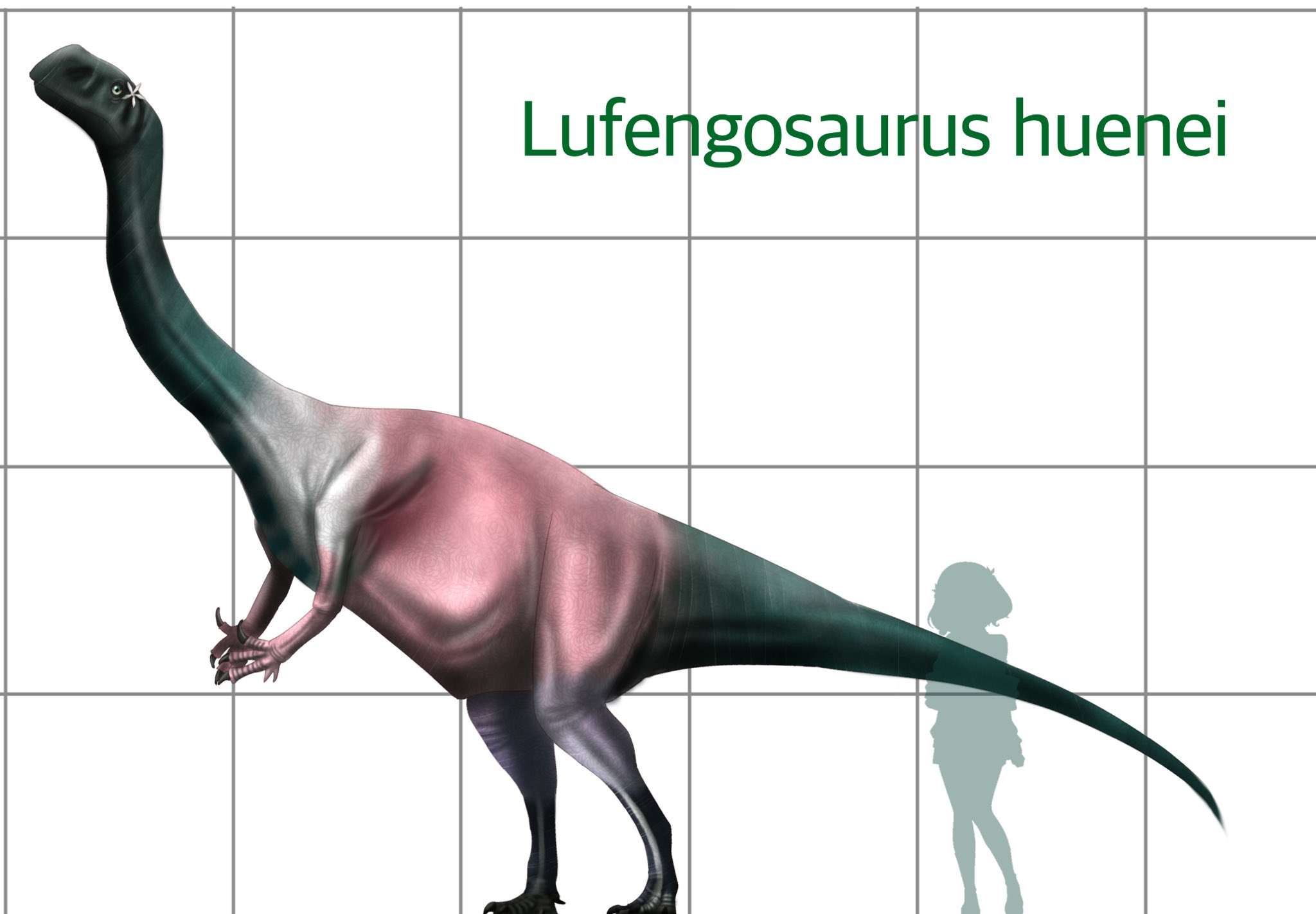 ショップ 恐竜 ジュラ紀 (中期) 草食恐竜 竜脚類 歯化石 特大 希少種