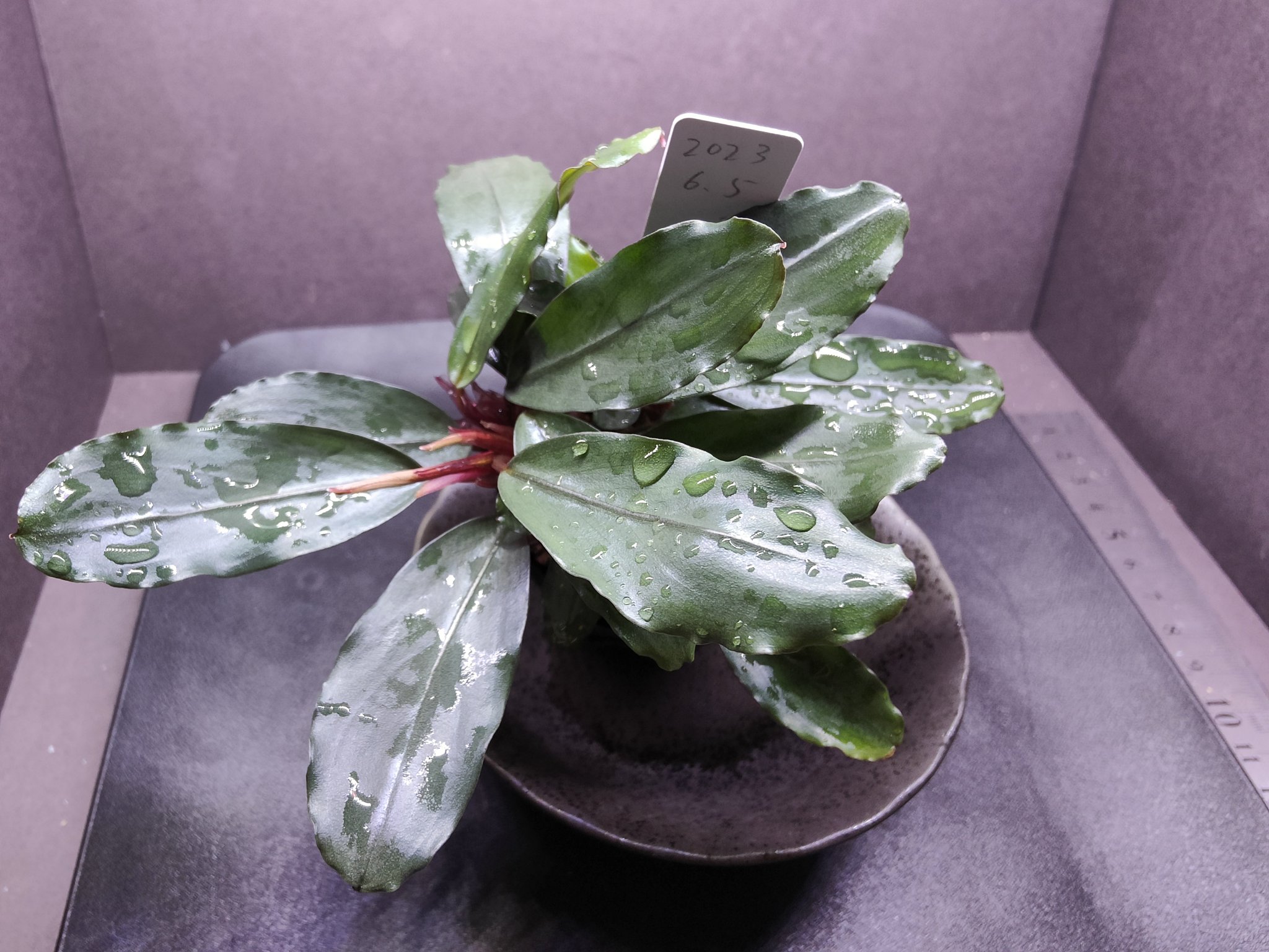 Bucephalandra sp Red walts 【公式通販】