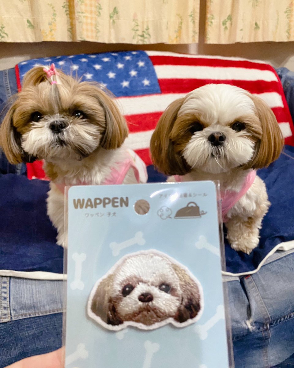 犬、シーズーワッペン