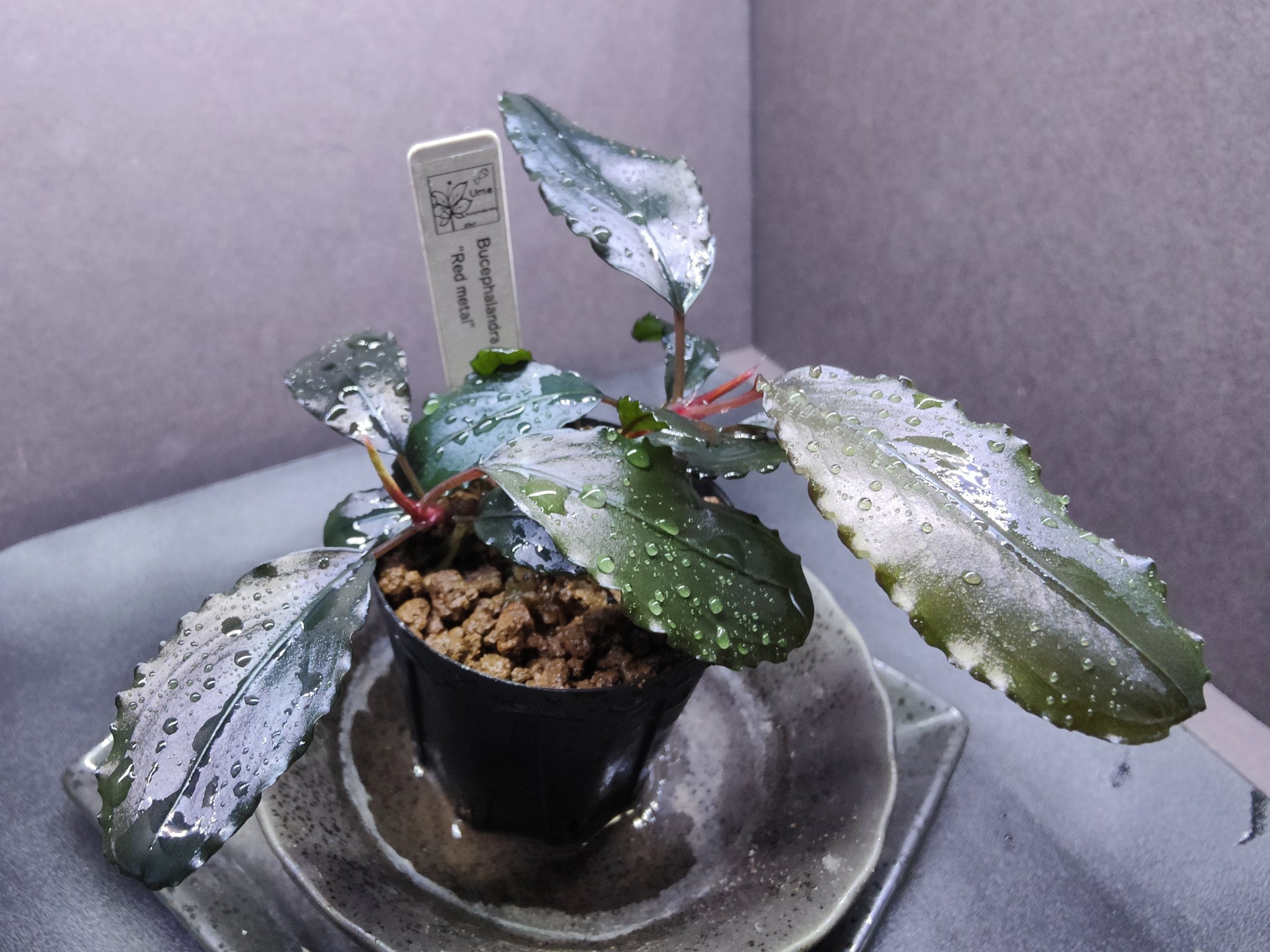 Bucephalandra sp. “Red waltz” 水の国 ブセファランドラ