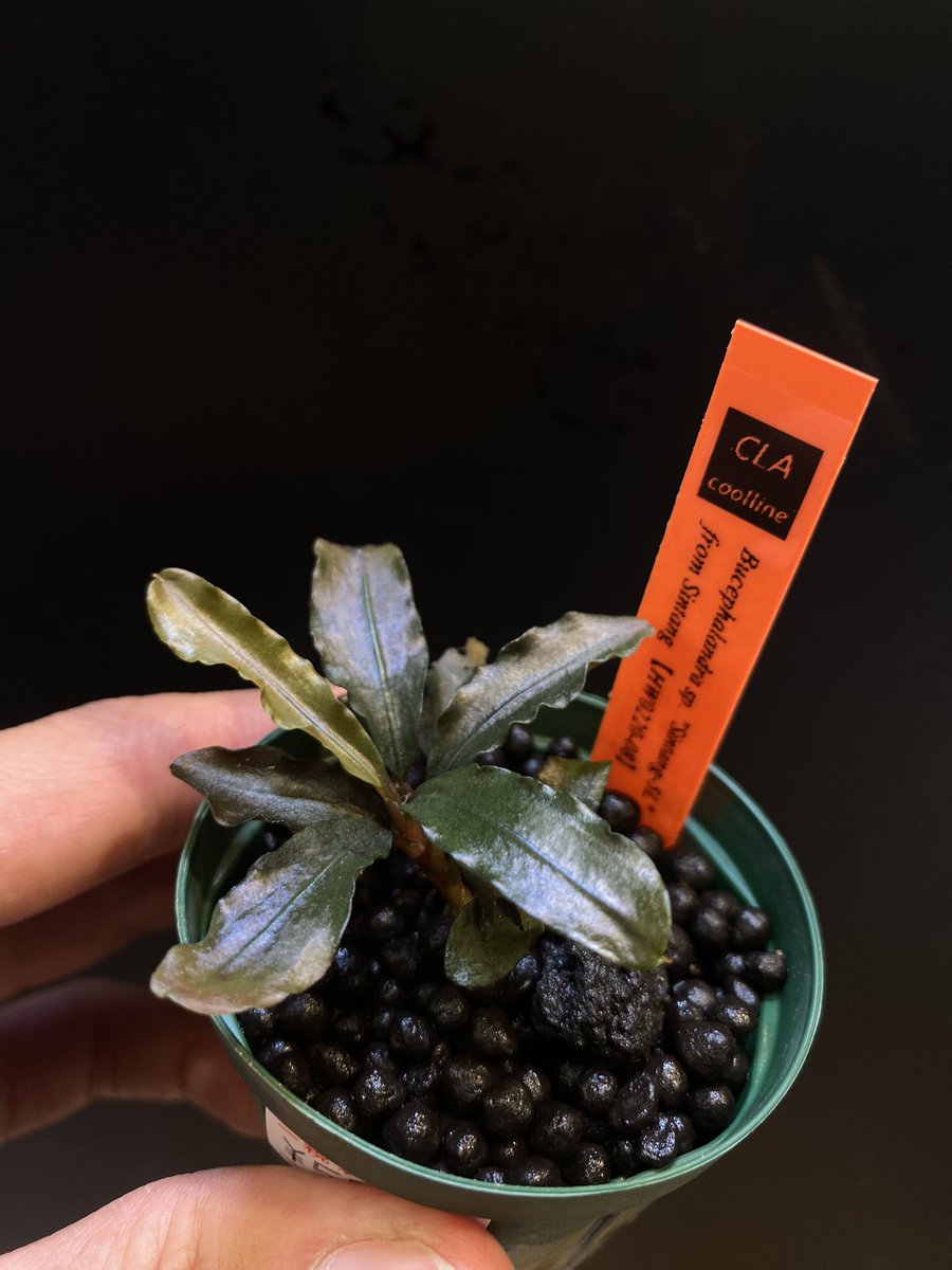 HW便】Bucephalandra sp.