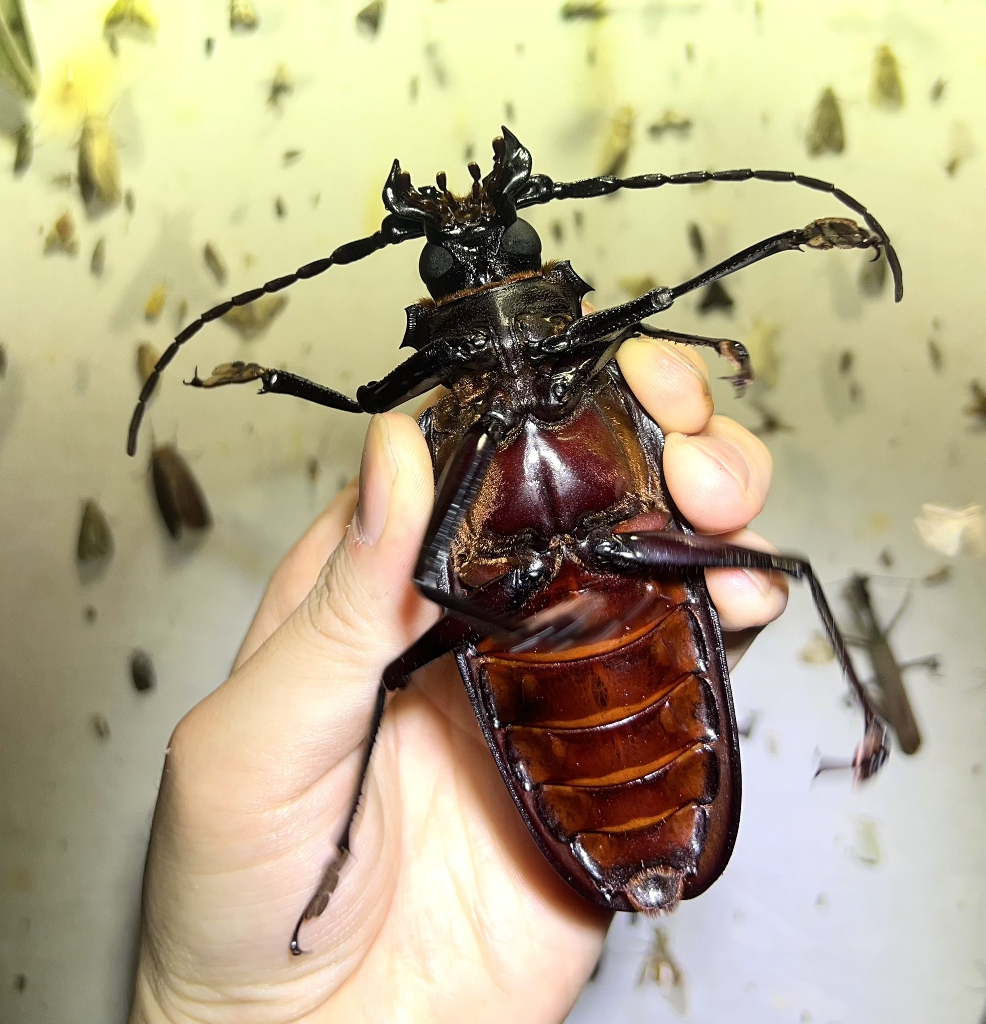 フレンチギアナ産 タイタンオオウスバカミキリ 131mm