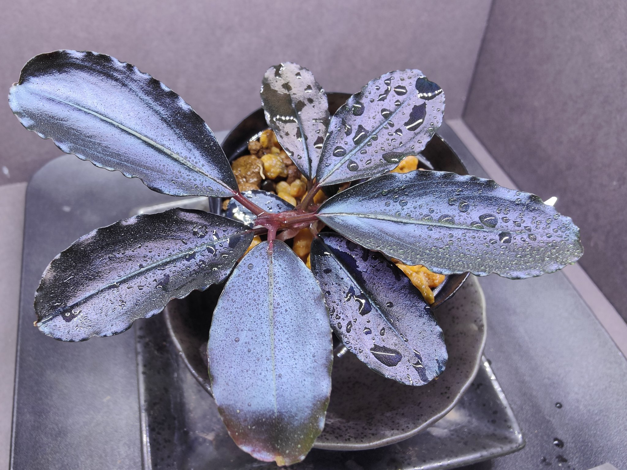 Bucephalandra sp. “Blue Melon” bucephalandra sp. blue melon