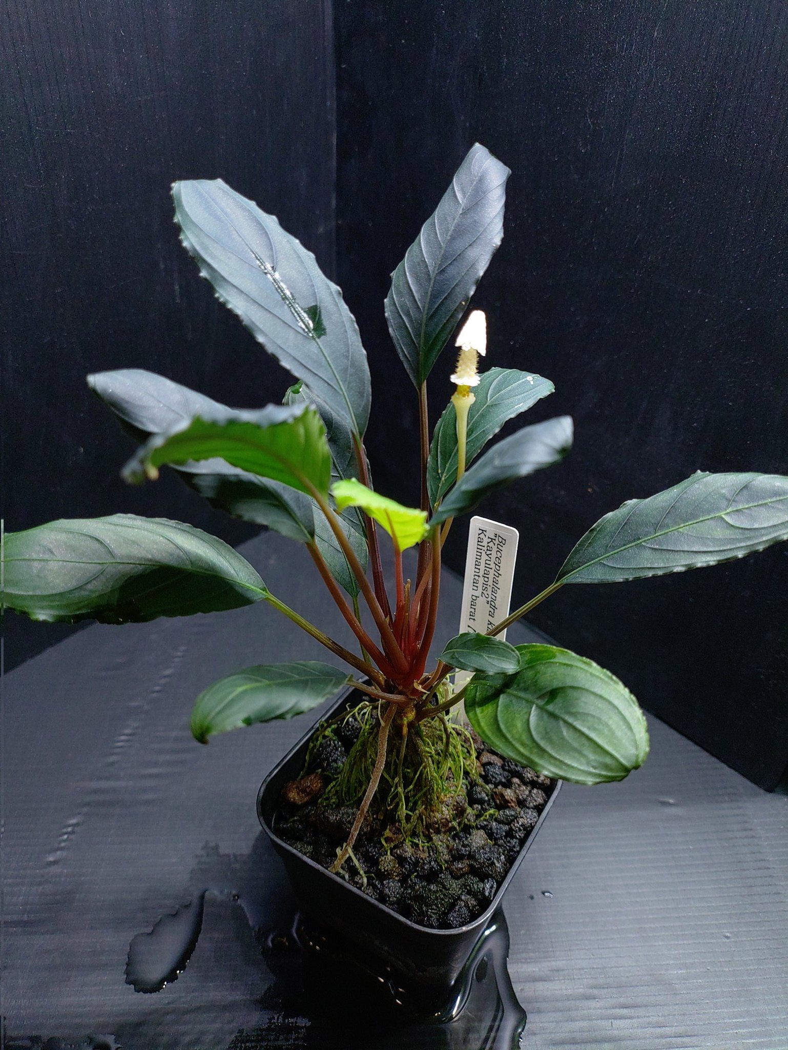 ブセファランドラ スケルトンキング 大株 【公式通販】