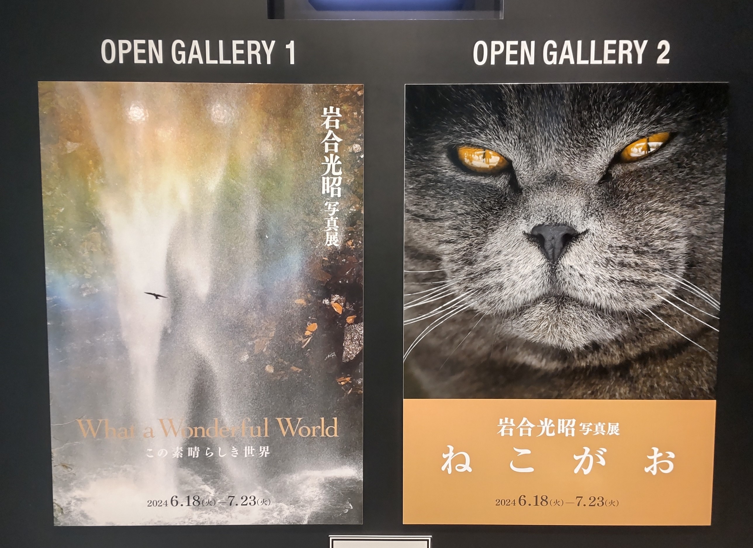 岩合光昭 クジラ 写真パネル シリアルナンバー入り 岩合光昭