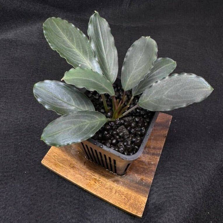 Bucephalandra sp. Pearl gray水上育成株 子株 TB TB便】Bucephalandra