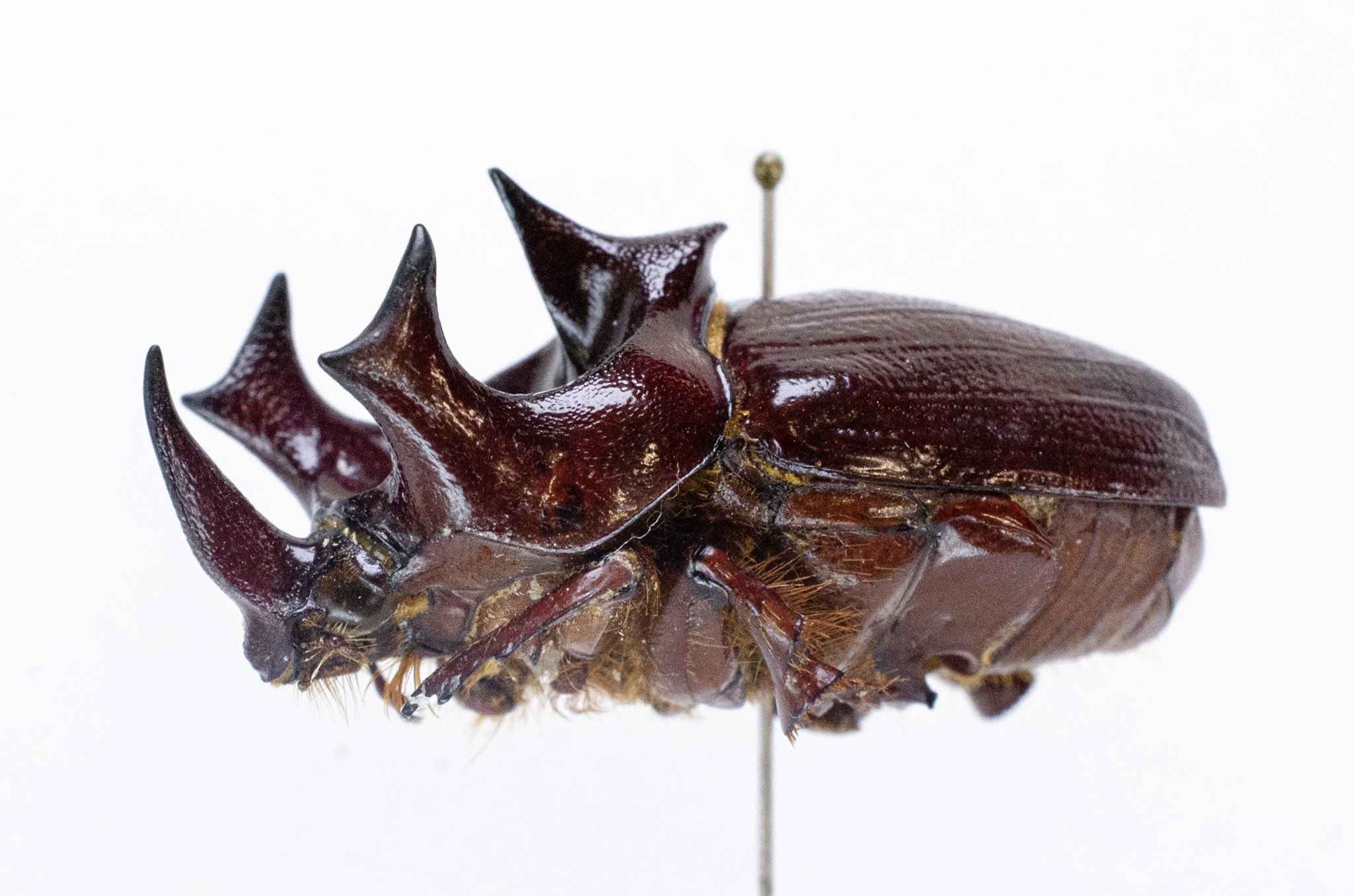 ヘラクレスオオカブト標本(亜種5種)シーラケースセット