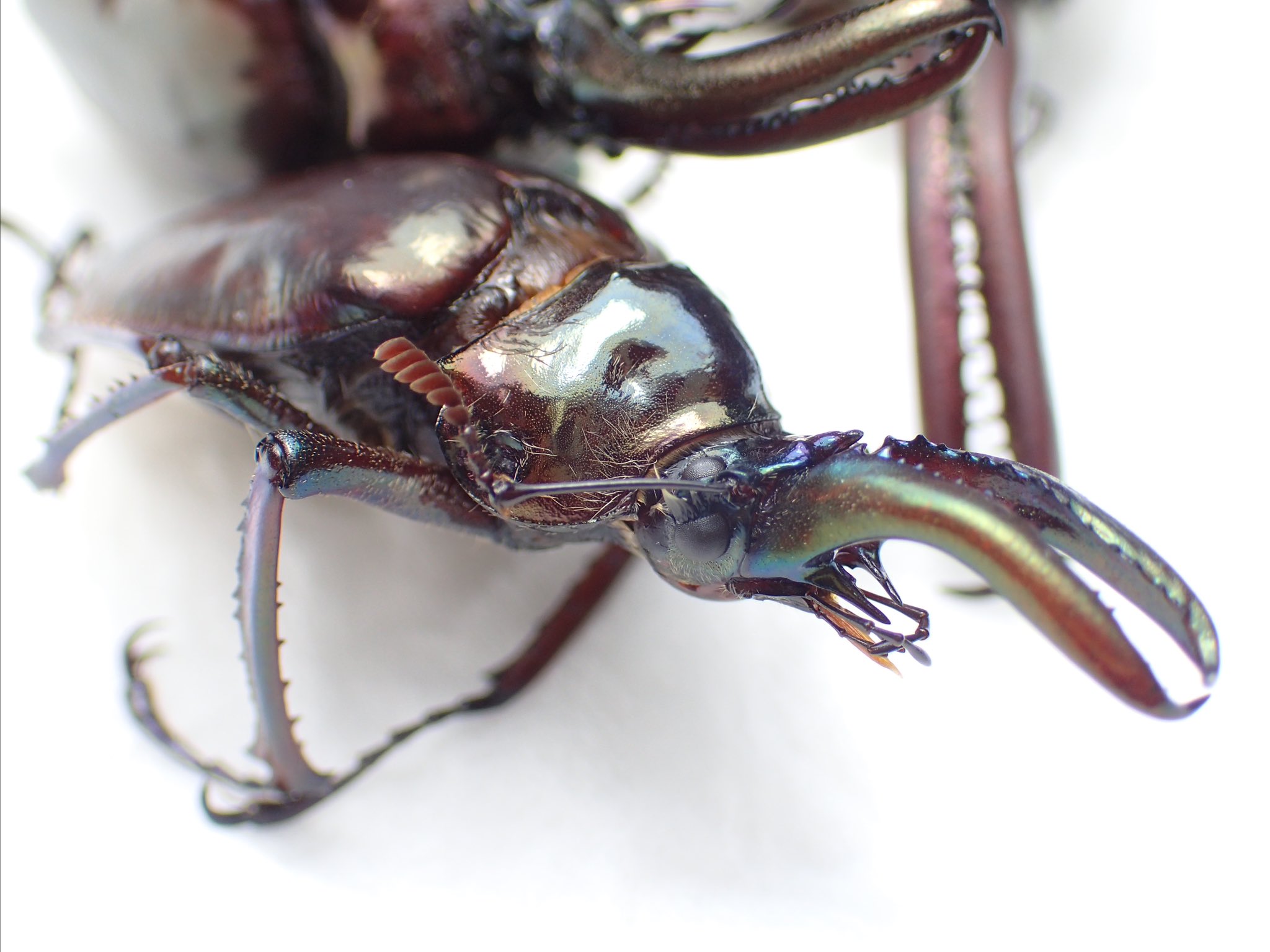 希少】ホロメタリクス チリクワガタ 標本 コガシラクワガタ