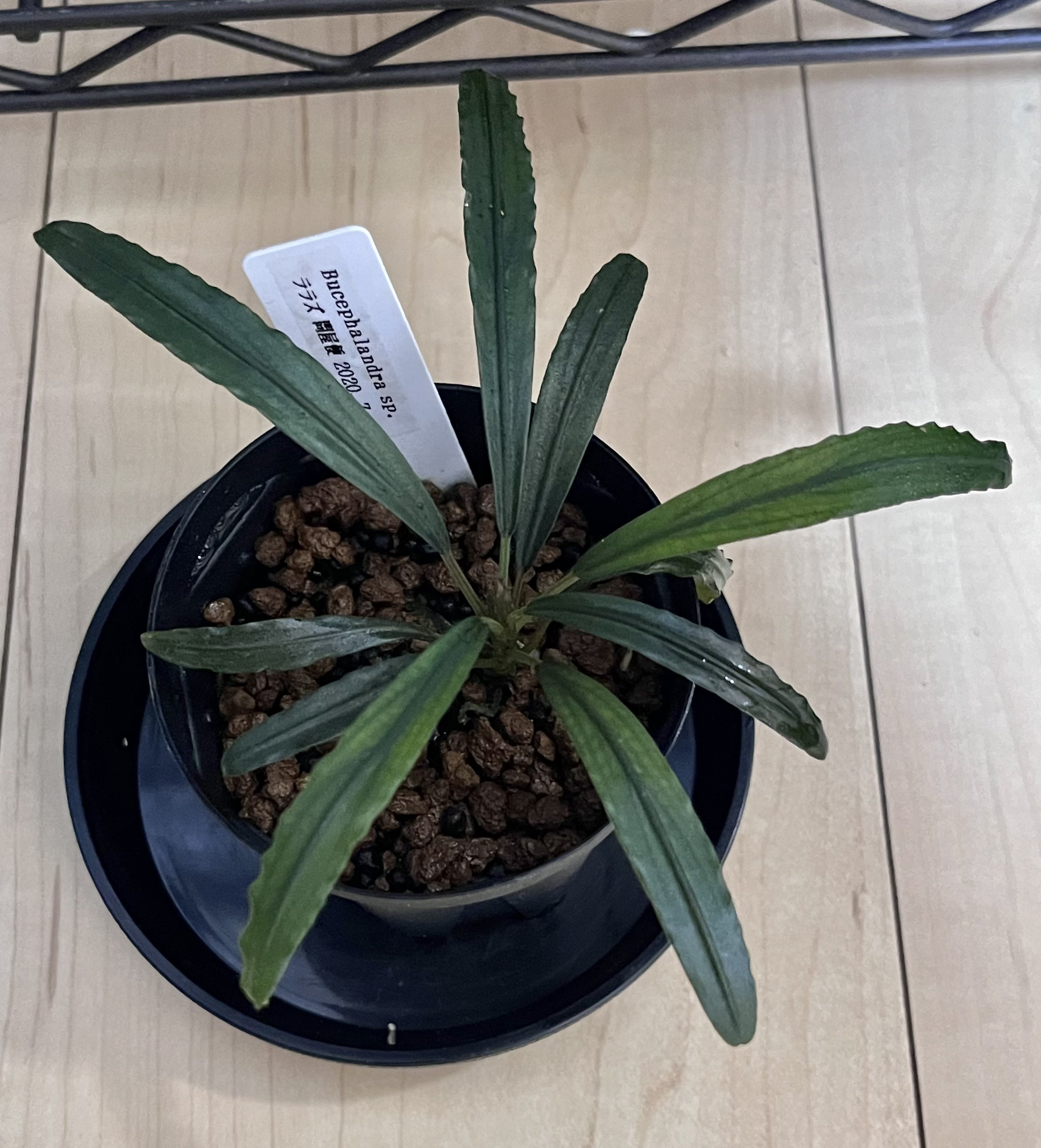 TB便】Bucephalandra sp.Pearl gray 水上育成株 【公式通販】