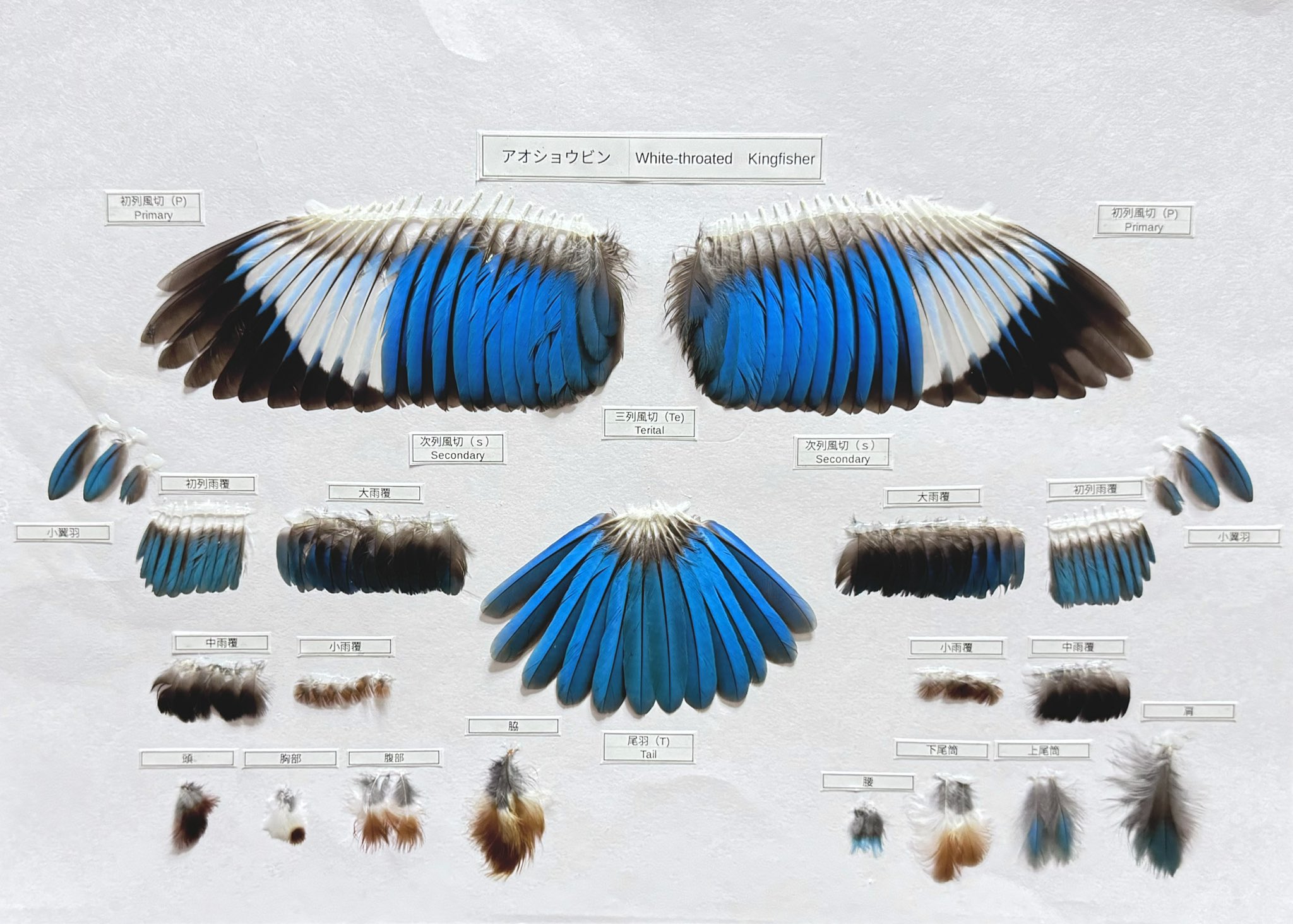 トビの翼標本 トビの翼標本