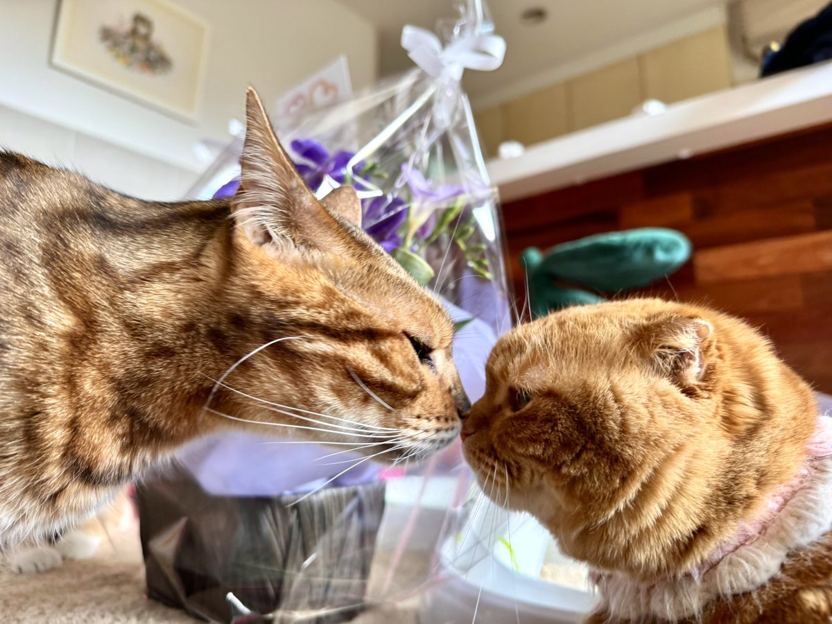 友子ちゃんとお兄ちゃん🌿ねこ&フェレット 😻🐻 (@2oniTomo) / Posts / X