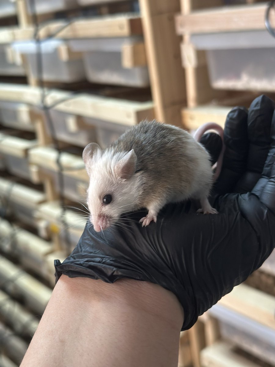 Lil Rats (@LilRats01) / Posts / X