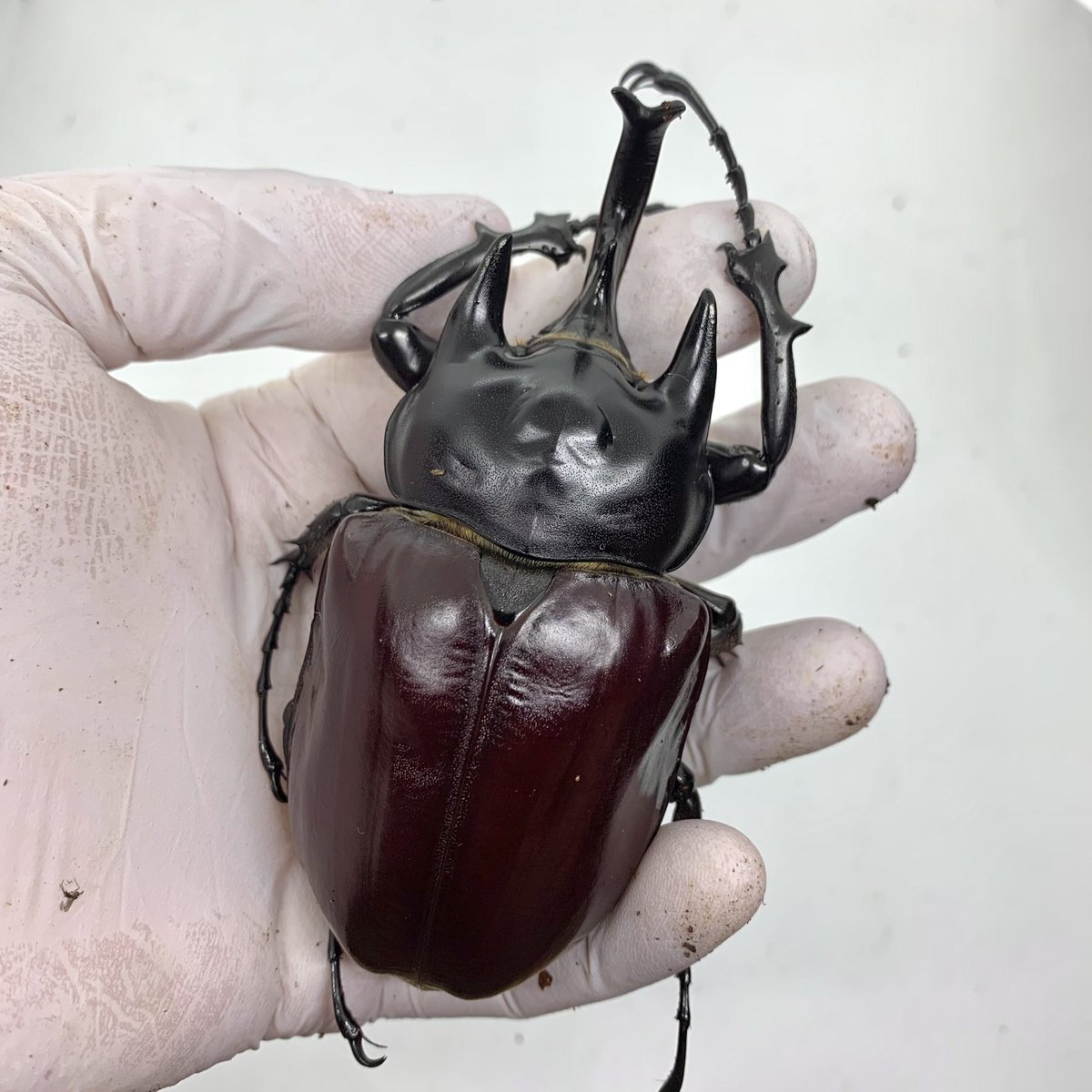 フレンチギアナ産 アクタエオンゾウカブト 99mm フレンチギアナ産