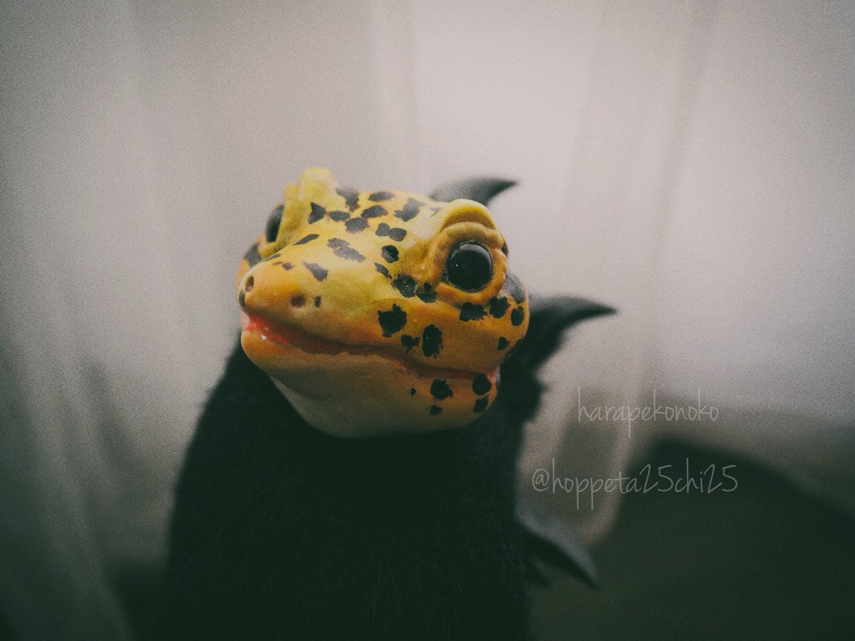 ハラペコ (@hoppeta25chi25) / Posts / X