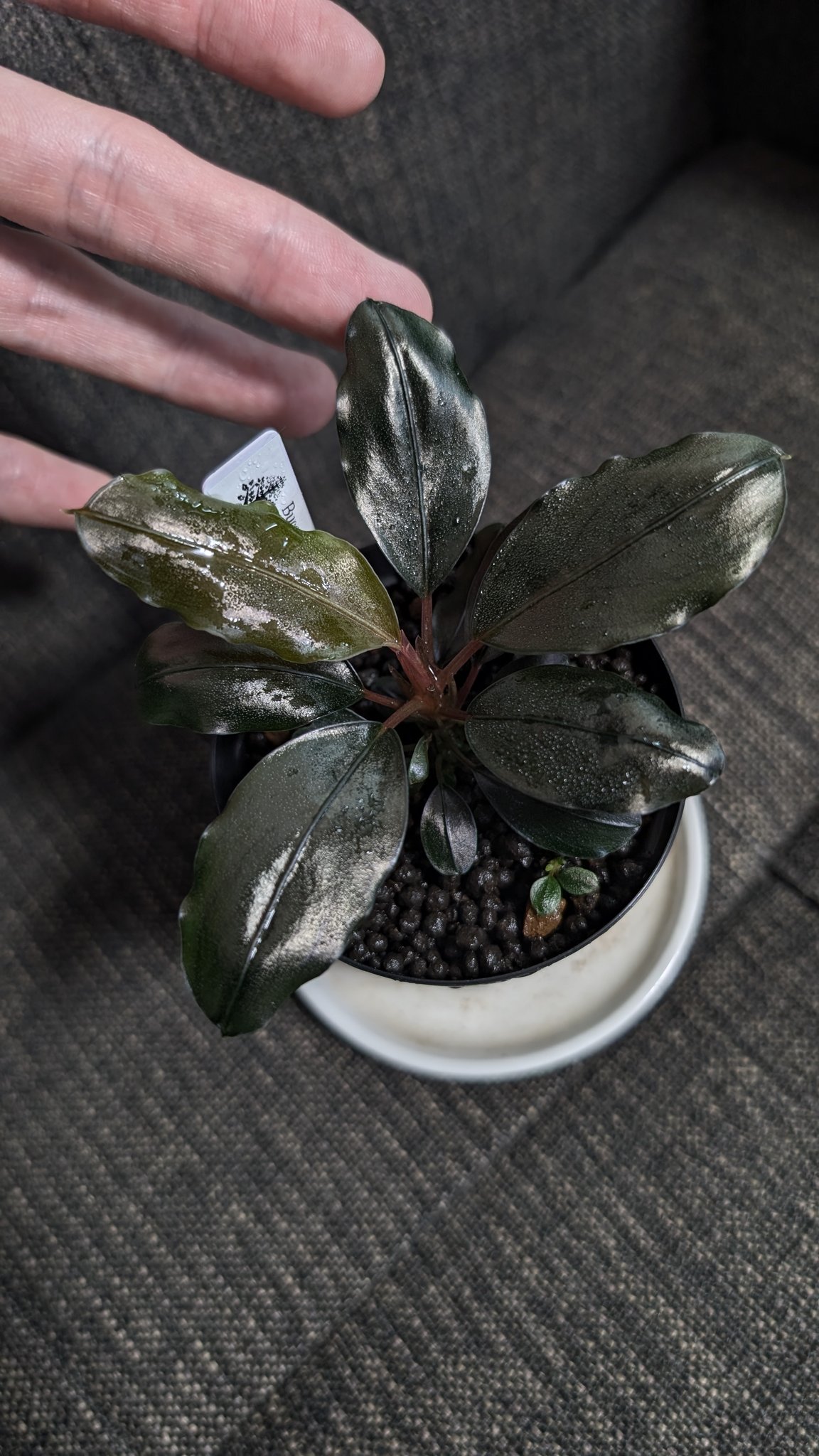 ブセファランドラ sp. ララズ ブセファランドラ sp. ララズ