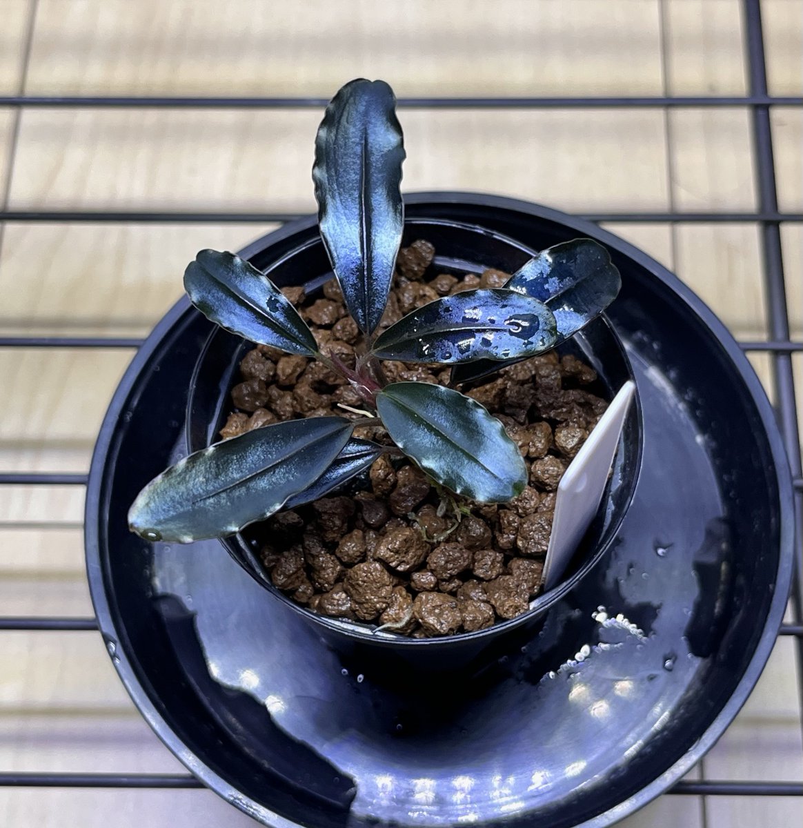 Bucephalandra sp. “Galaxy metallic midnight blue” 水の国 この色味