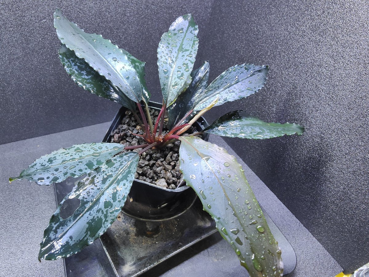 Bucephalandra sp.Deep Purple 【AZ1011-XX】 Bucephalandra sp Deep