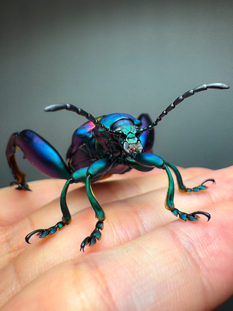 Sagra buqueti の立体展足標本 コガネハムシ(オオモモブトハムシ)の