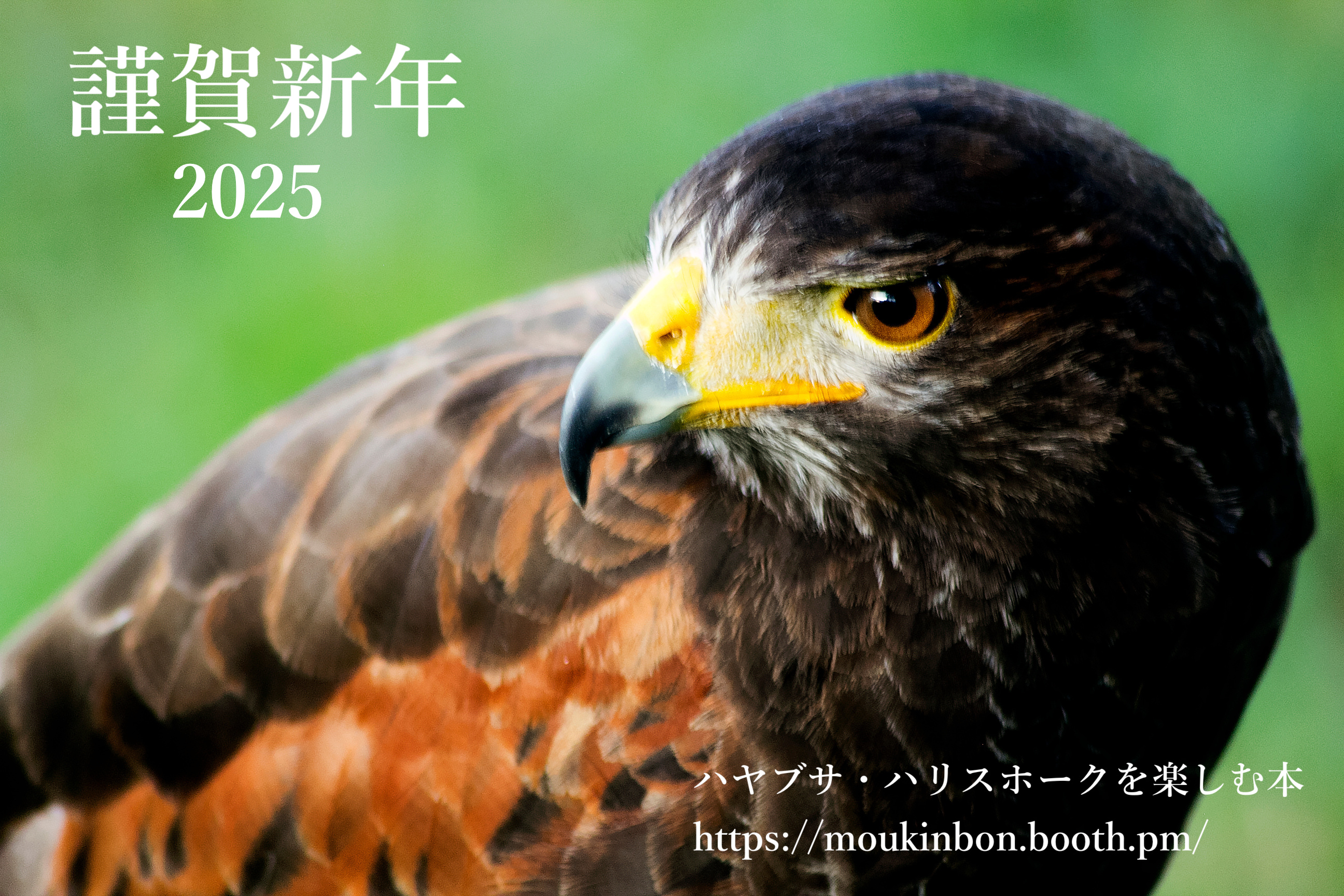 4232 外国切手 イギリス 2003年 猛禽類 フクロウとハヤブサ 10連刷