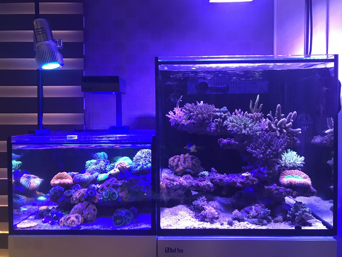 海水魚サンゴLED 照明プライム