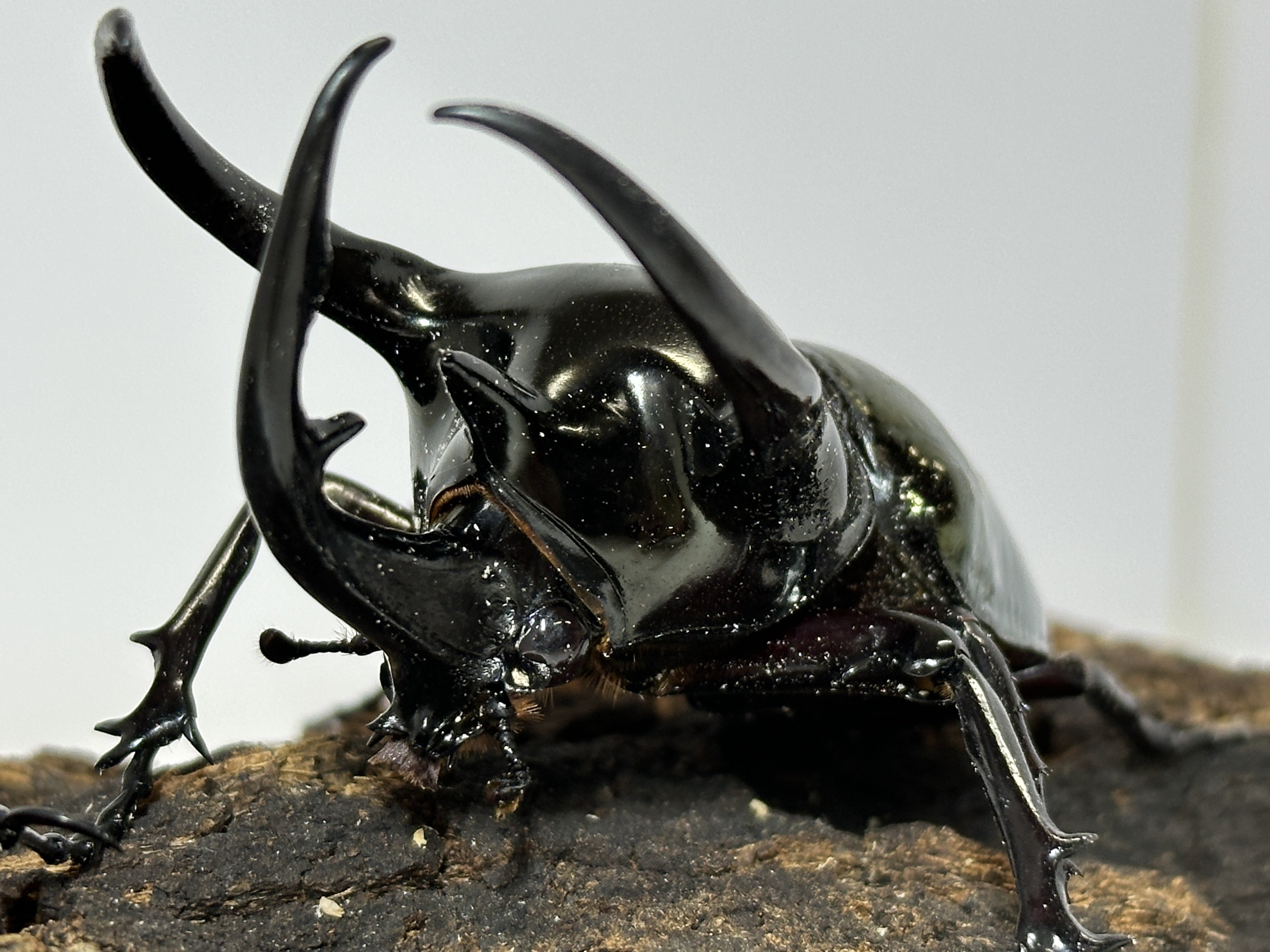 エレファスゾウカブト♂野外標本 世界的に 標本 野外123mm エレファス