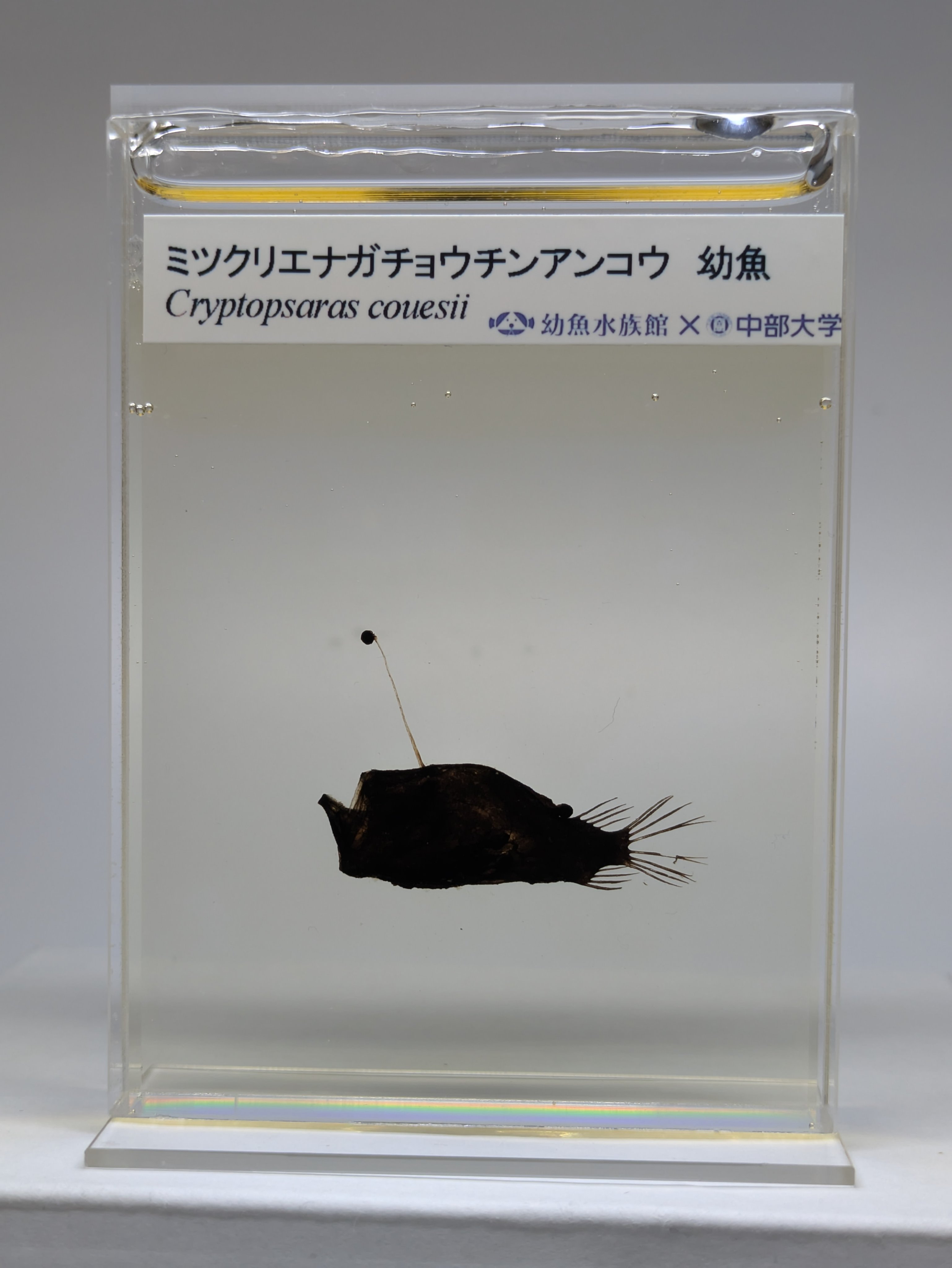 ミツクリエナガチョウチンアンコウ液浸標本 ミツクリエナガチョウチン
