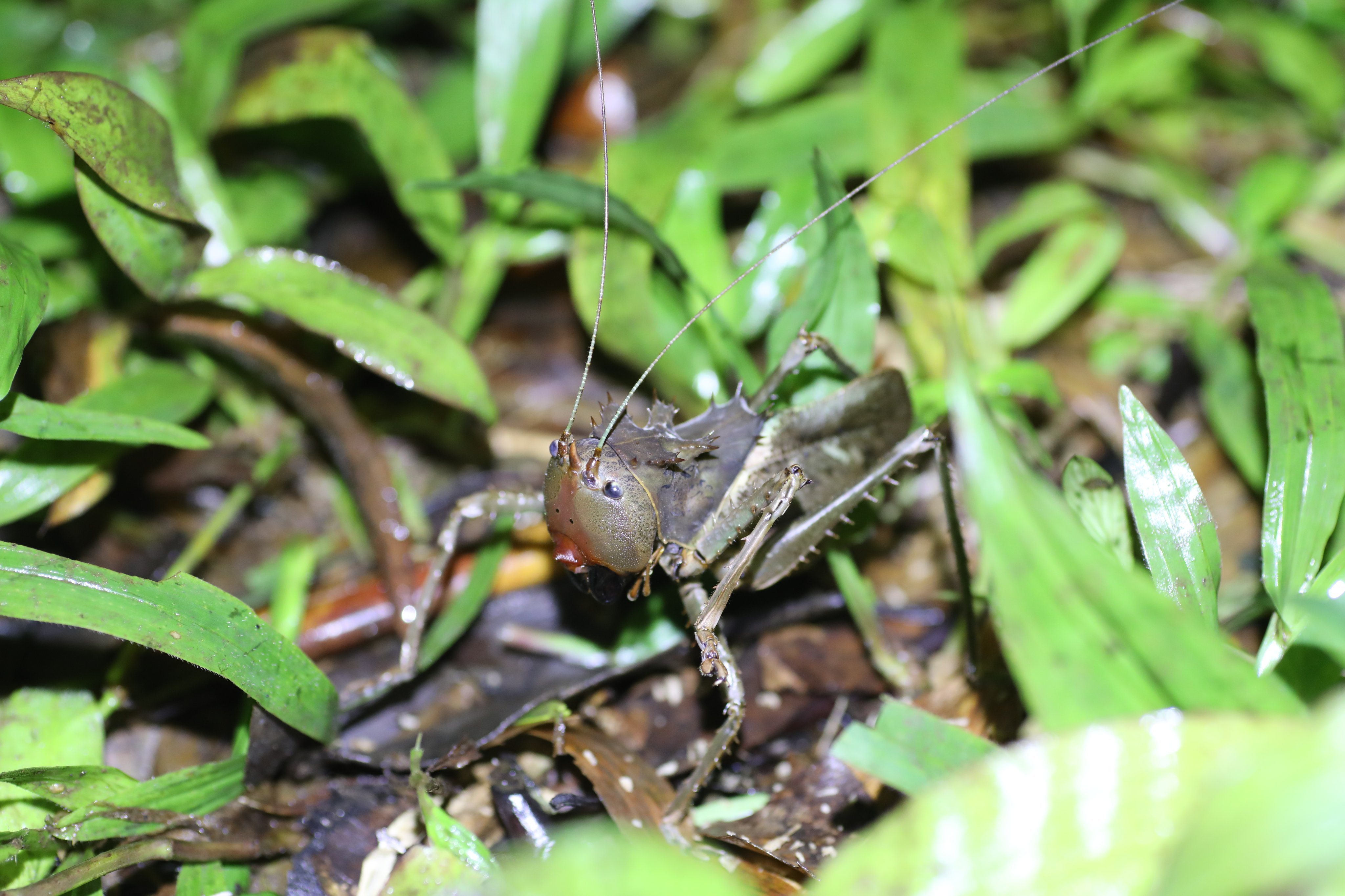 呪物 インドネシア ボルネオ島 狛犬 アソ ドラゴンドッグ 【公式通販】