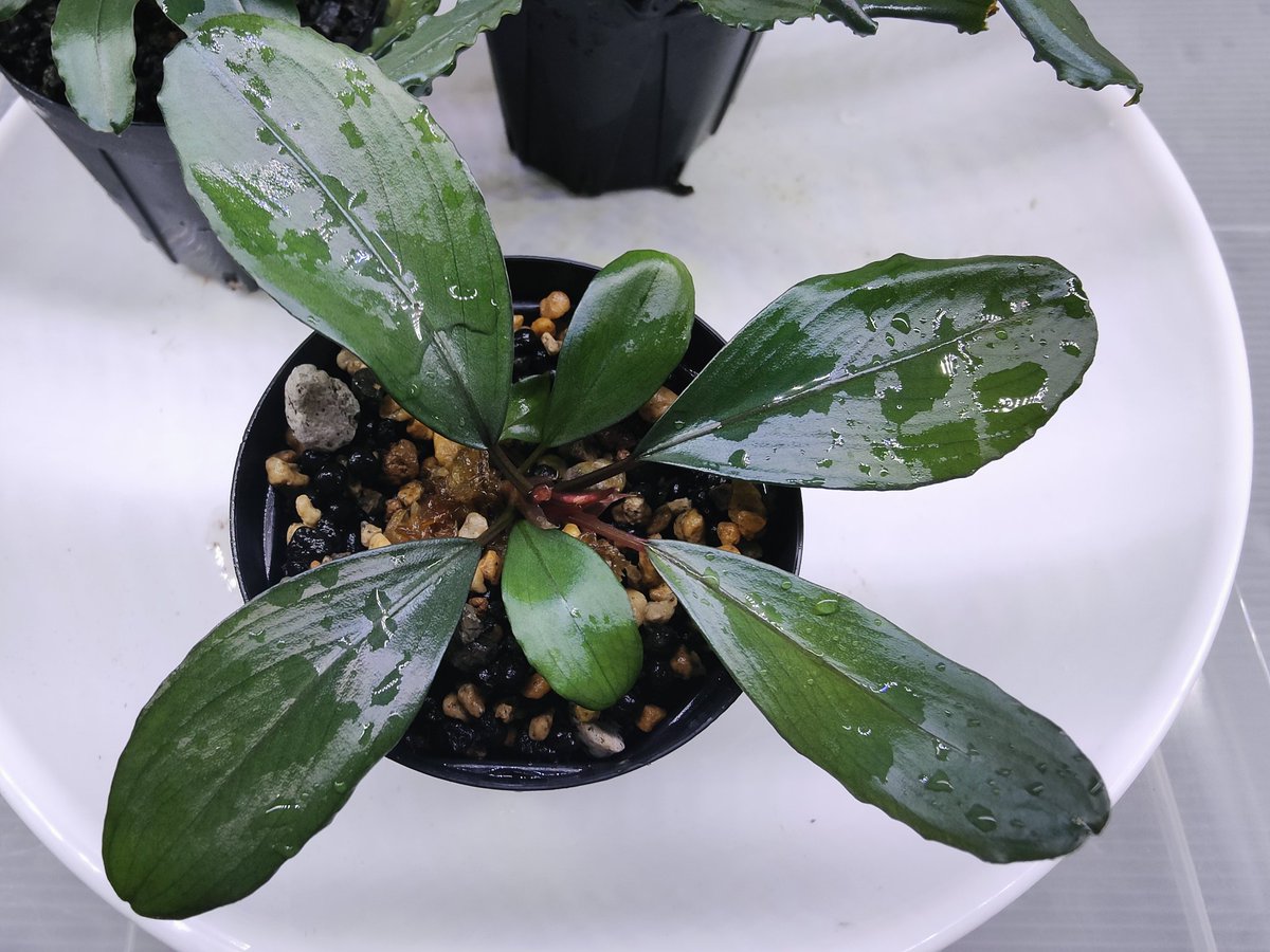 Bucephalandra sp. Demos 3rd【水の国】 Bucephalandra sp. 