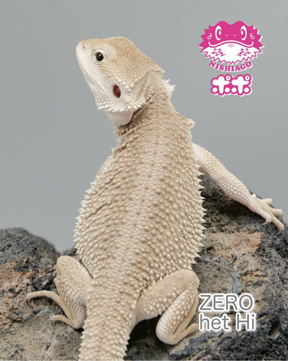 美品】【匿名配送】ポポのケージ フトアゴヒゲトカゲ 爬虫類 美品