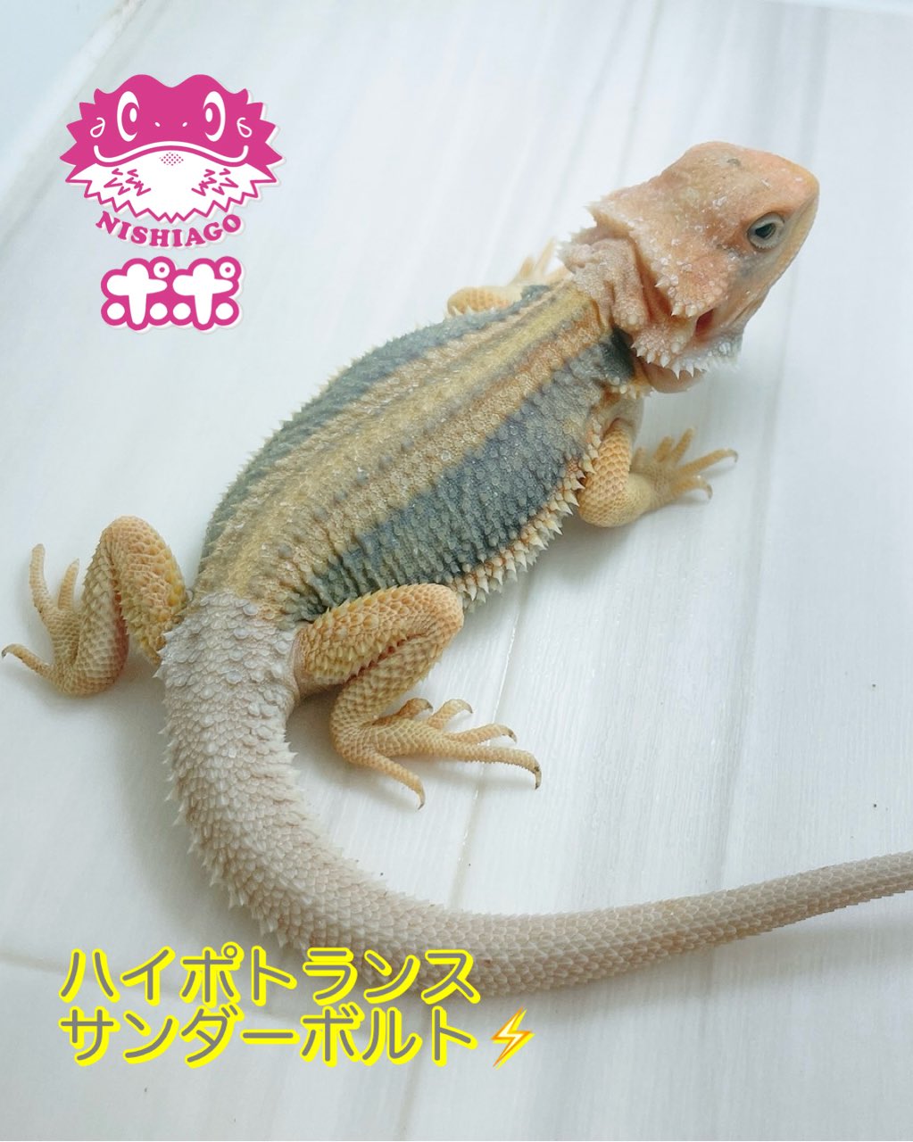 美品】【匿名配送】ポポのケージ フトアゴヒゲトカゲ 爬虫類 美品