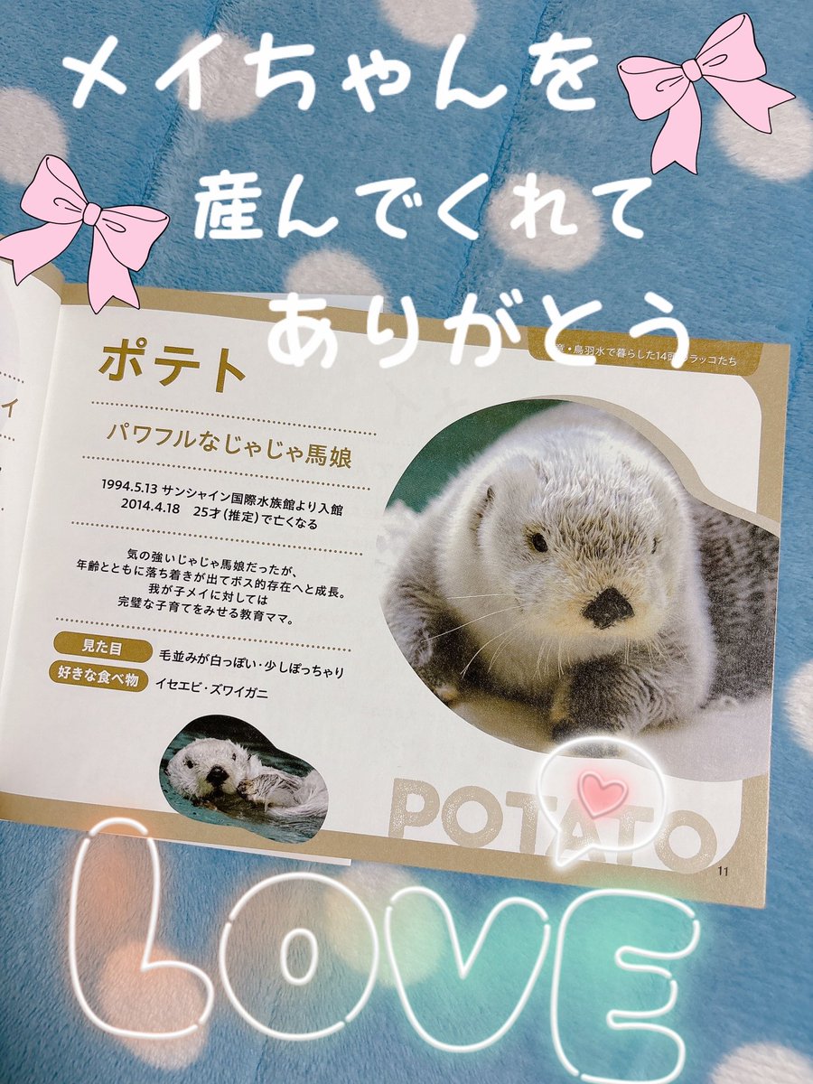 鳥羽水族館 コレクションカード レア レアカード ポテト メイ ラッコ