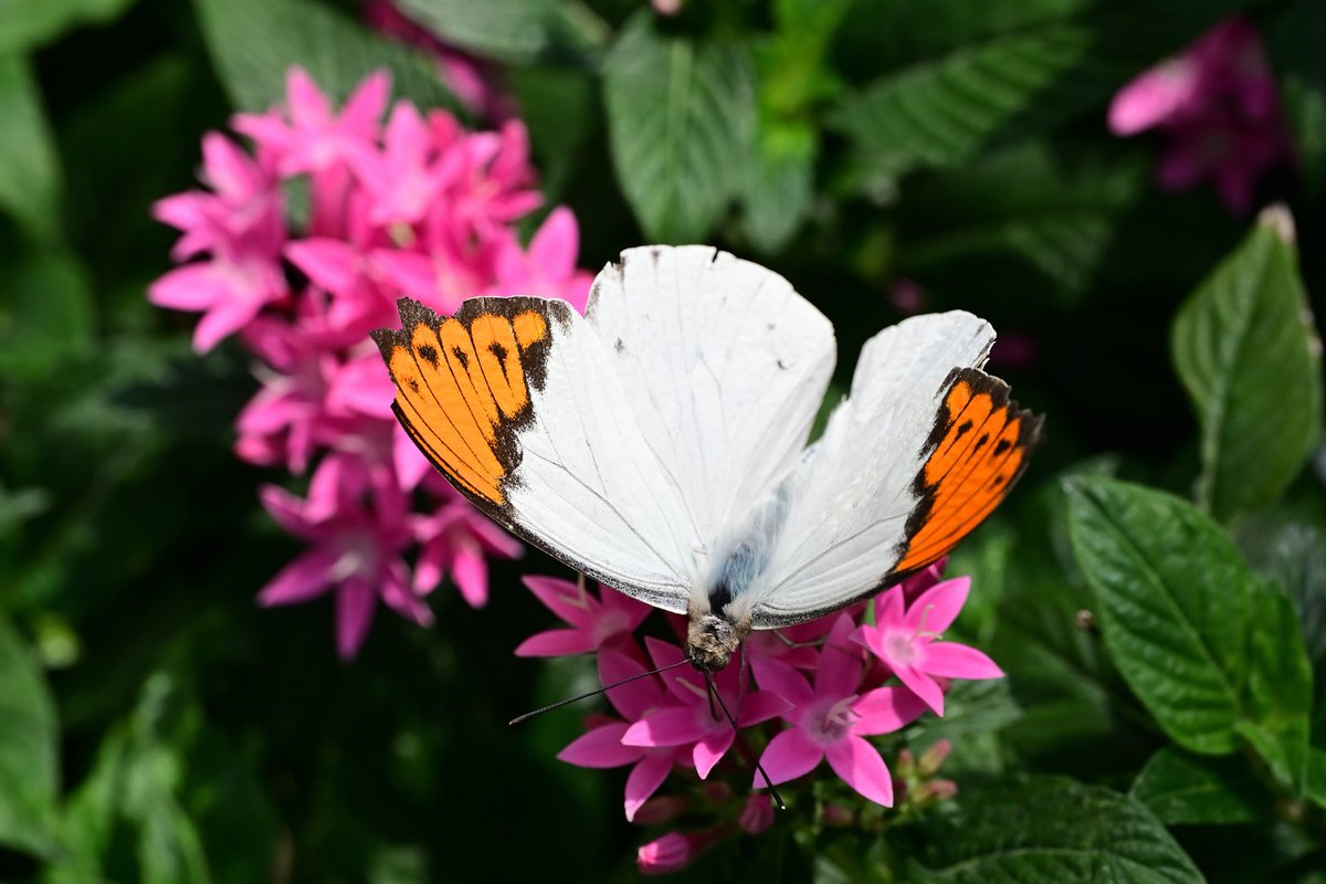 ツマベニチョウ🦋🤗🦋2025.3 #nikonz #昆虫写真 #butterfly #蝶 #🦋 蝶