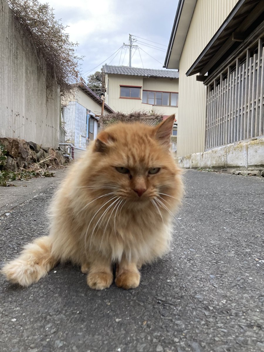 こちらもどうぞ😸 #田代島クロネコ堂 #猫島 #CatsOfX #cats #cat #catlover
