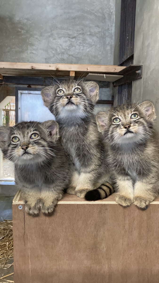 🐾#アジアの動物シリーズ 🌏 ＼ 第3回目は「マヌルネコ」🐱 「世界最古