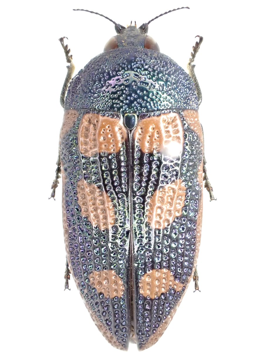 アカモンアラメムカシタマムシ 𝑆𝑡𝑖𝑔𝑚𝑜𝑑𝑒𝑟𝑎 𝑟𝑜𝑒𝑖